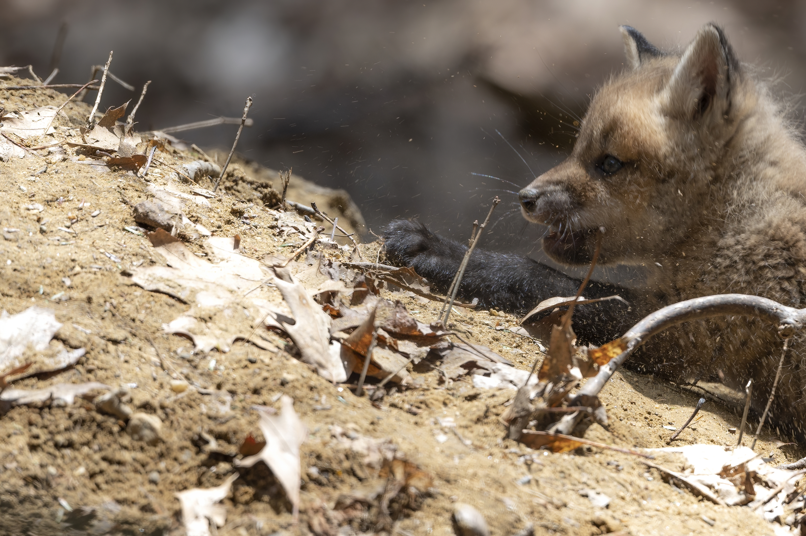 Wildlife — Fox Photos2150 f