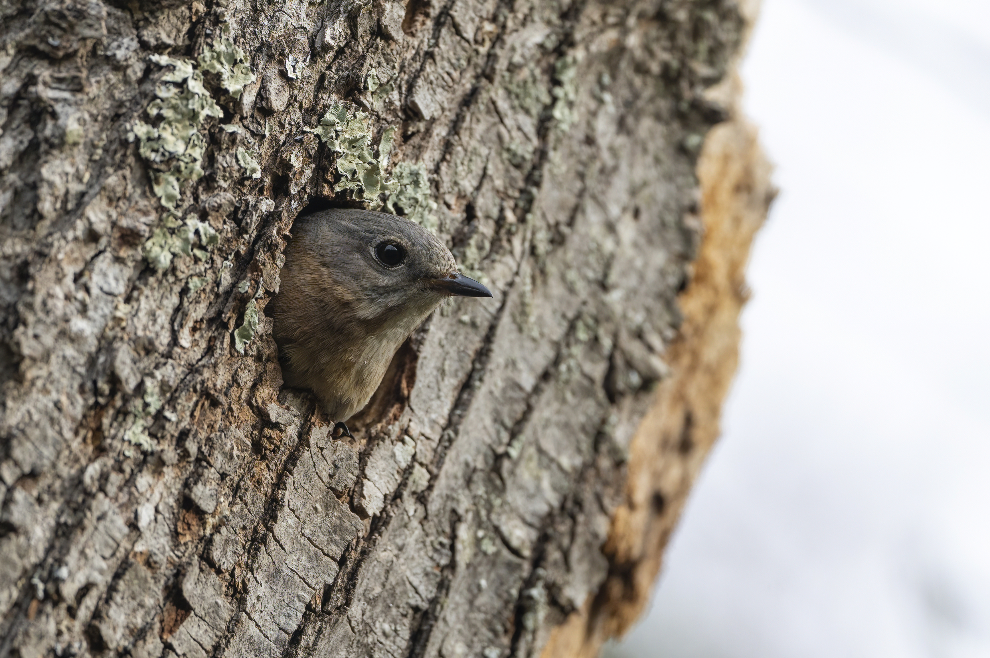 Wildlife — Bluebird2485 f