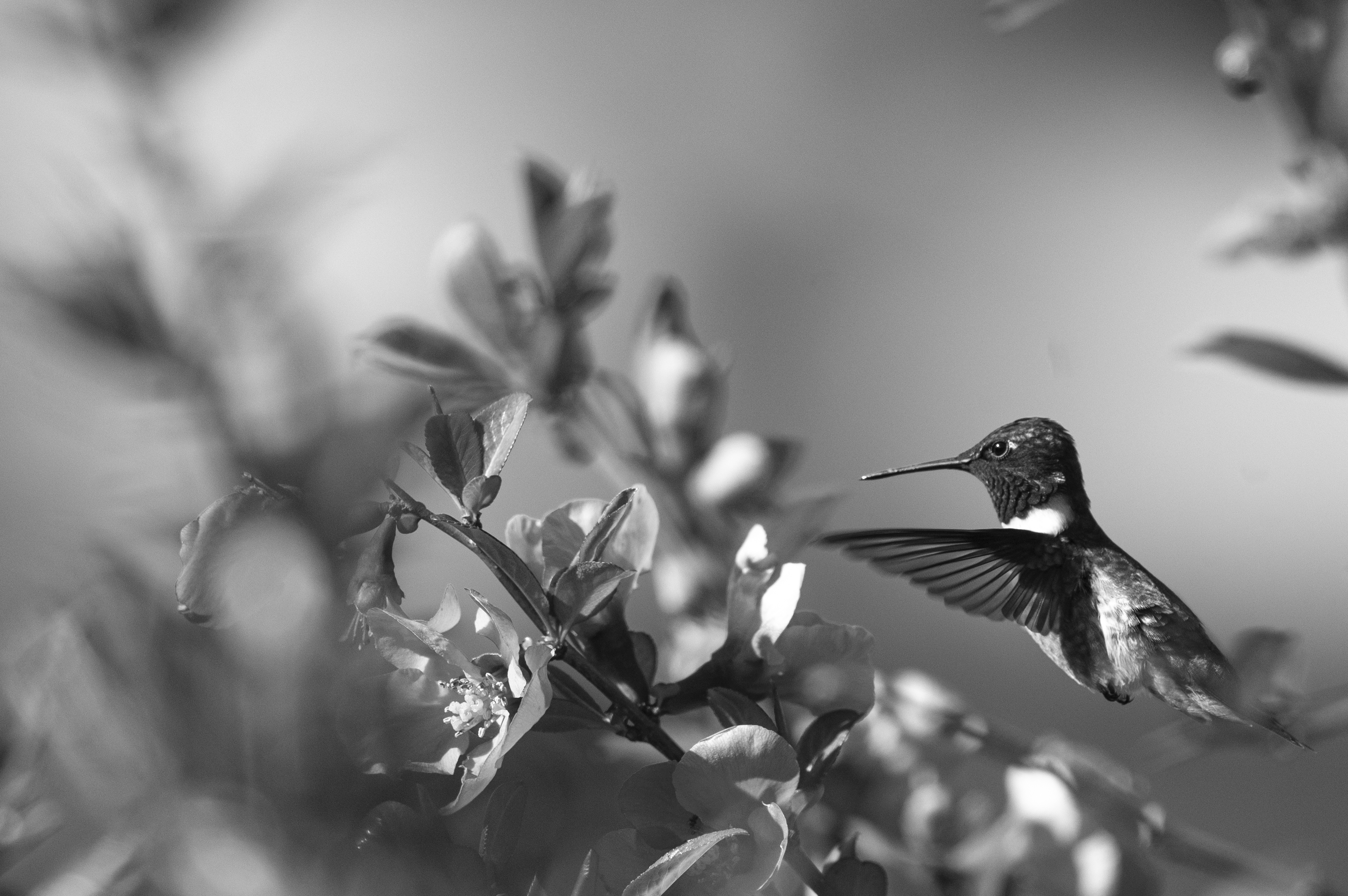 Wildlife — Hummer12