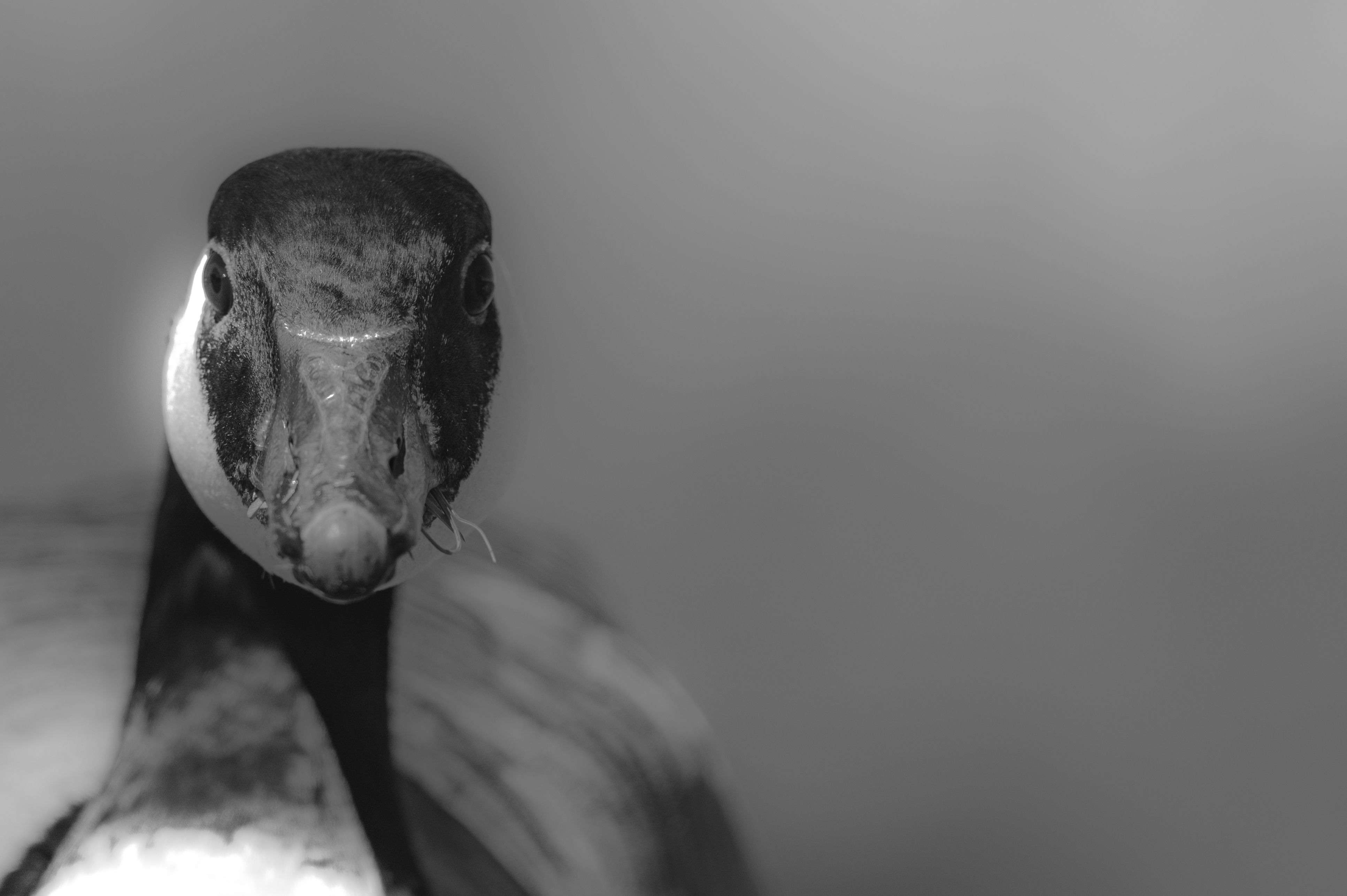 Wildlife — Geese091