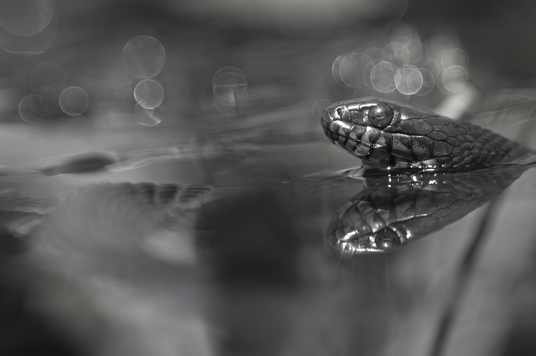 Wildlife — Snakes z6117 1 f