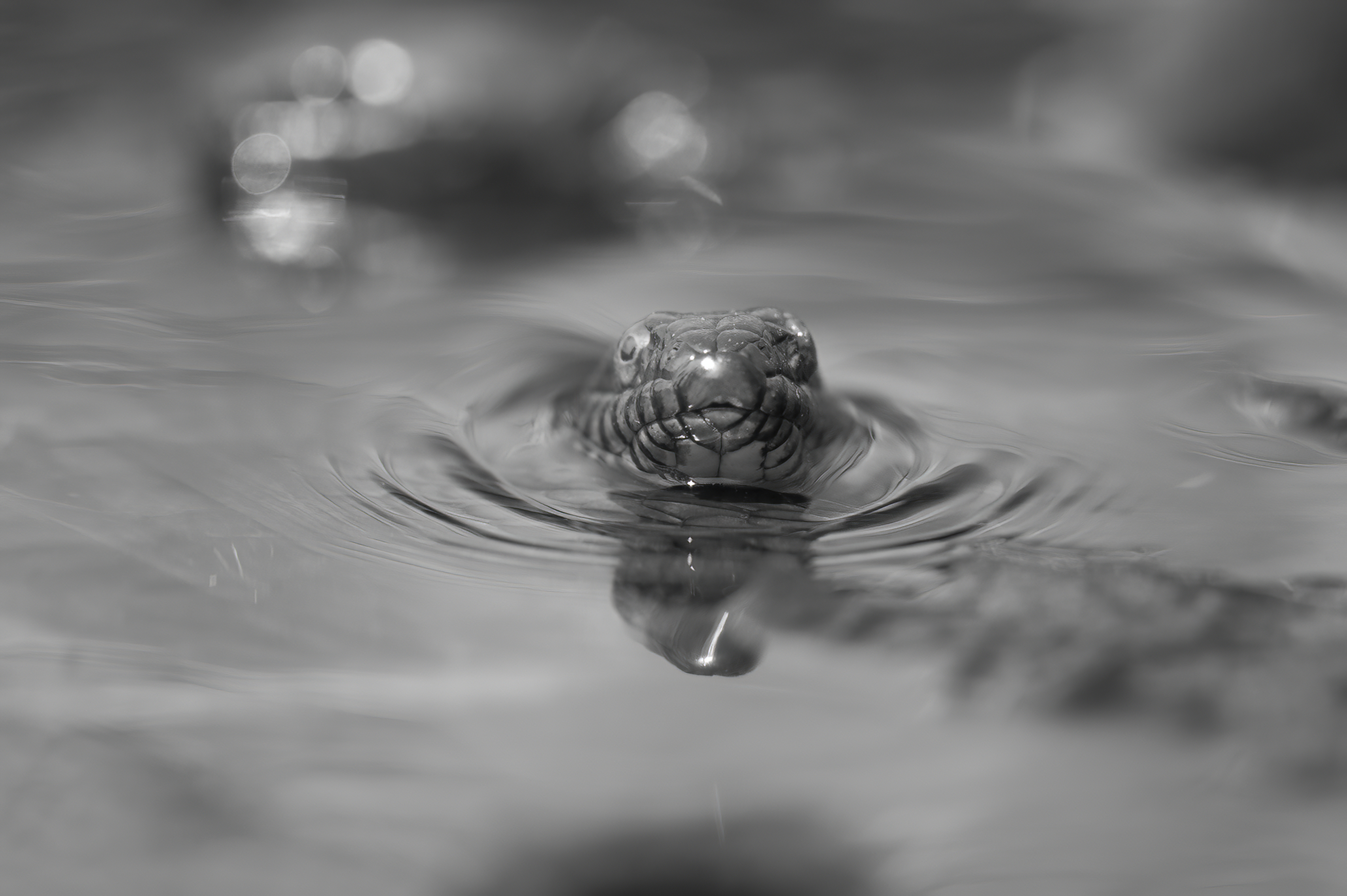 Wildlife — Snakes z688 f