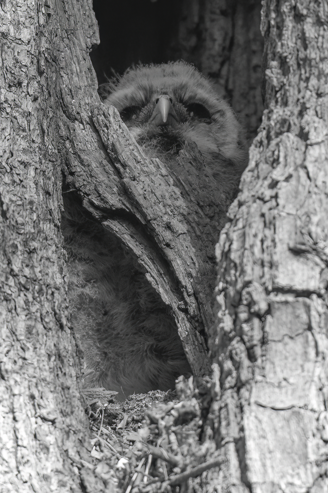 Wildlife — Gros Owl406 f