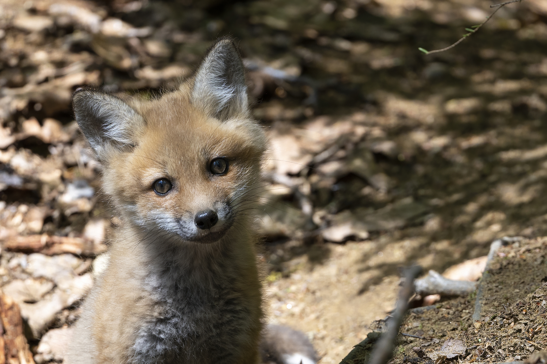 Wildlife — Fox II0074 f