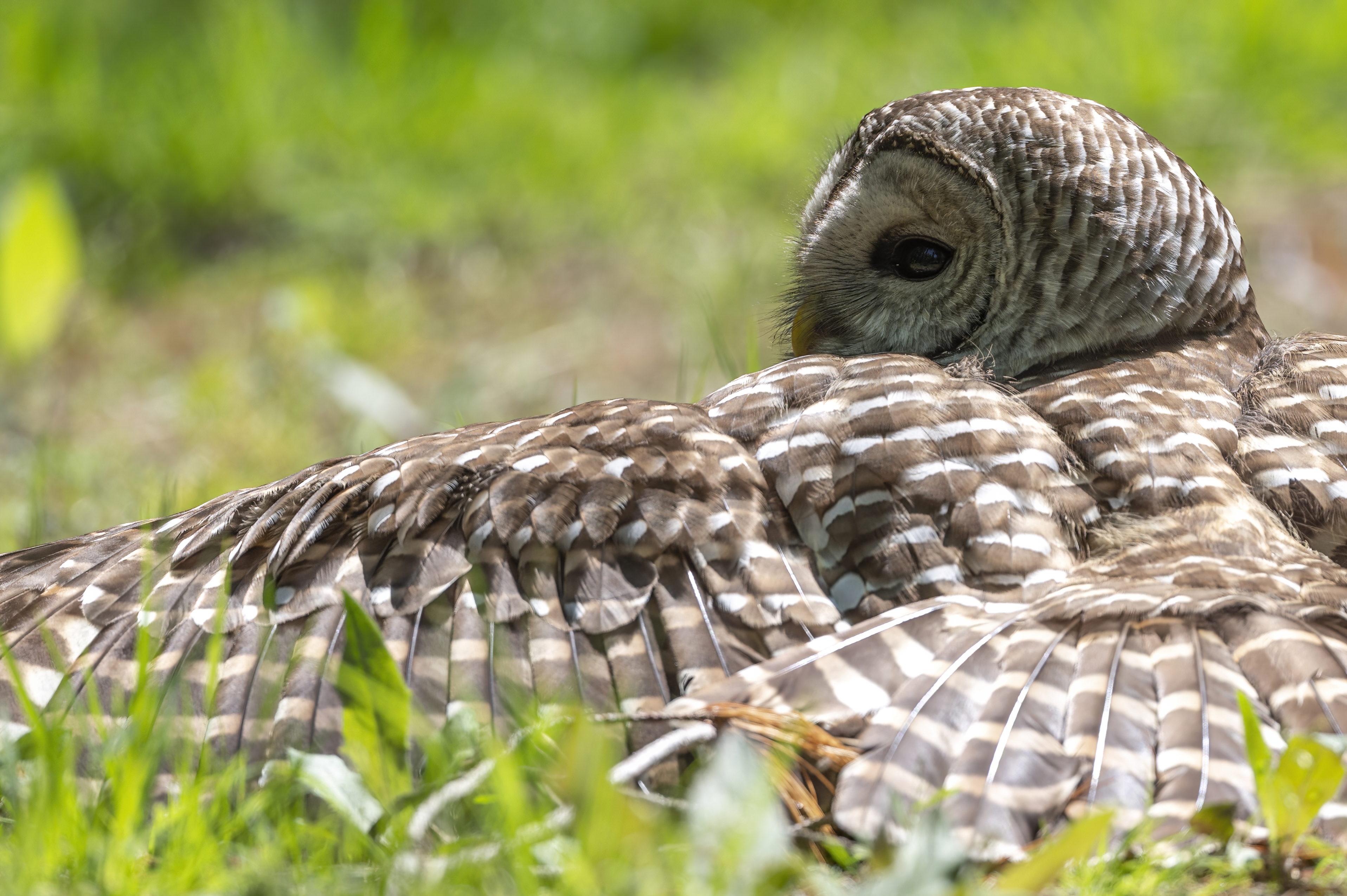 Wildlife — Owl1032 1 f