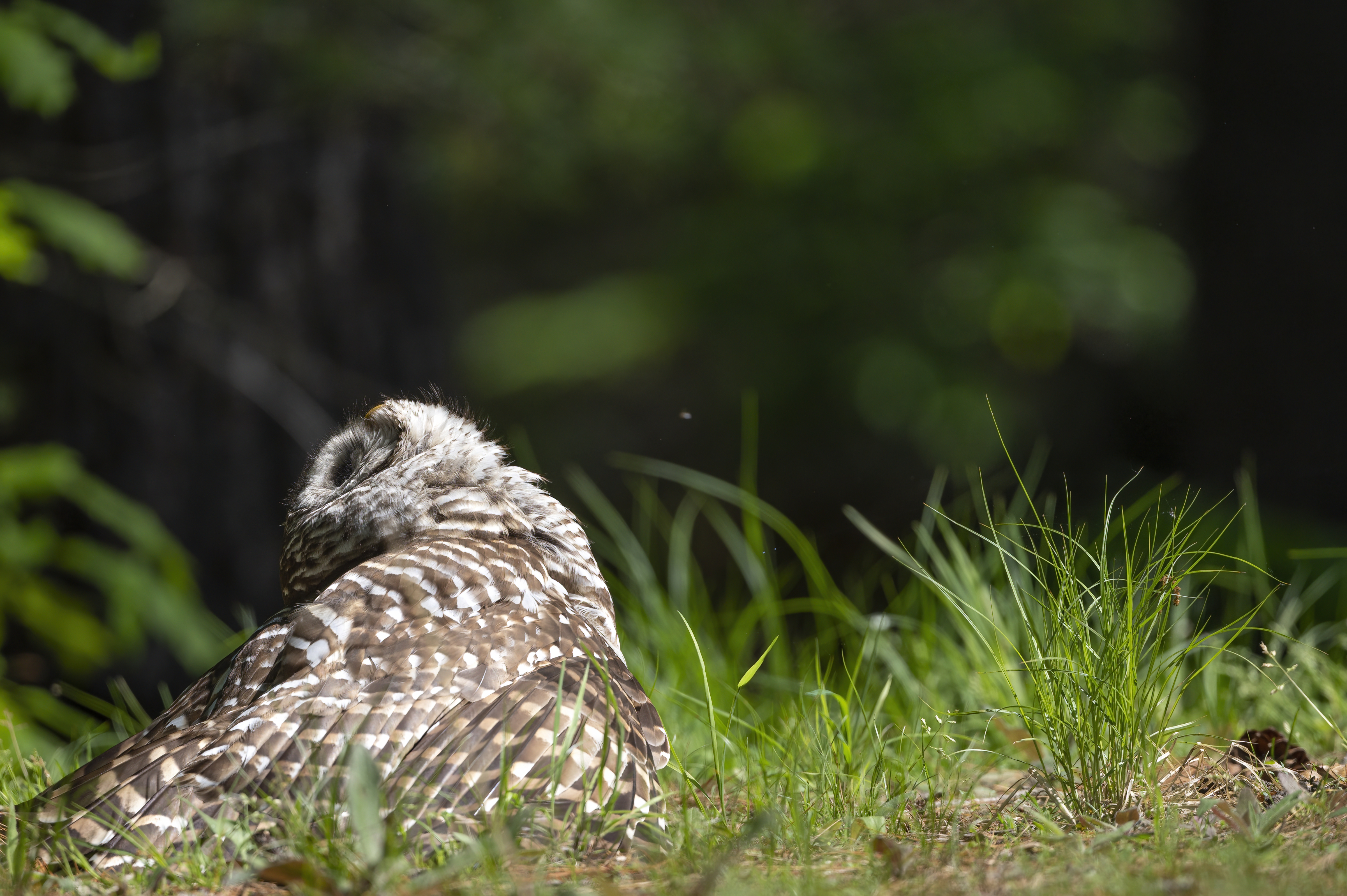Wildlife — Owl1112 f