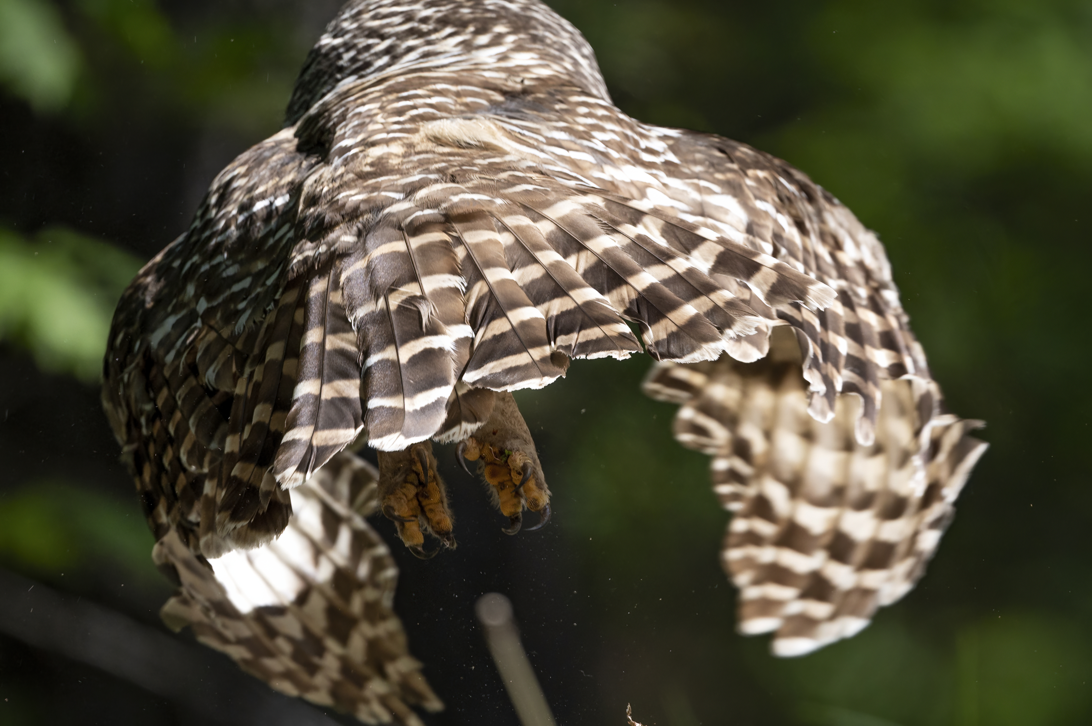 Wildlife — Owl1161 f