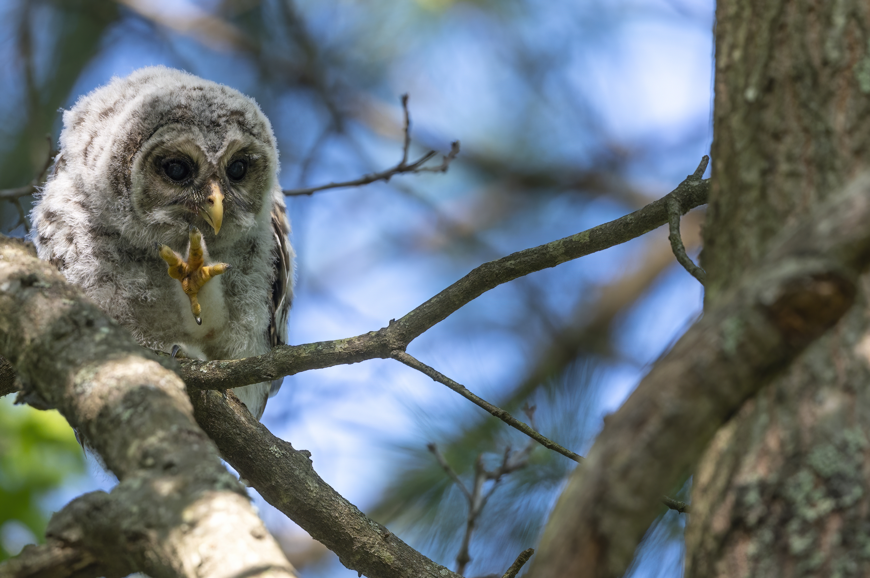 Wildlife — Owl20248 f