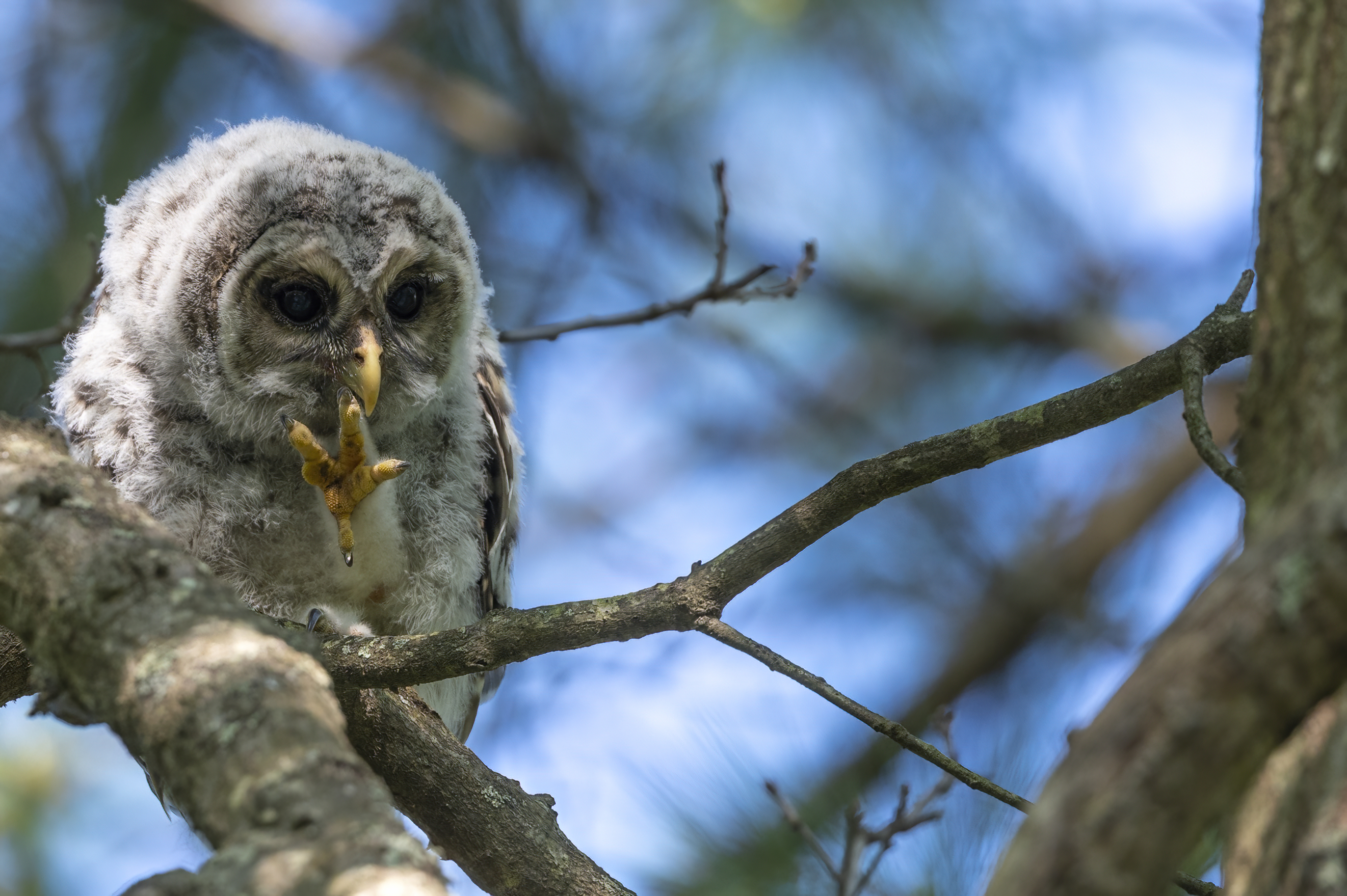 Wildlife — Owl20251 f