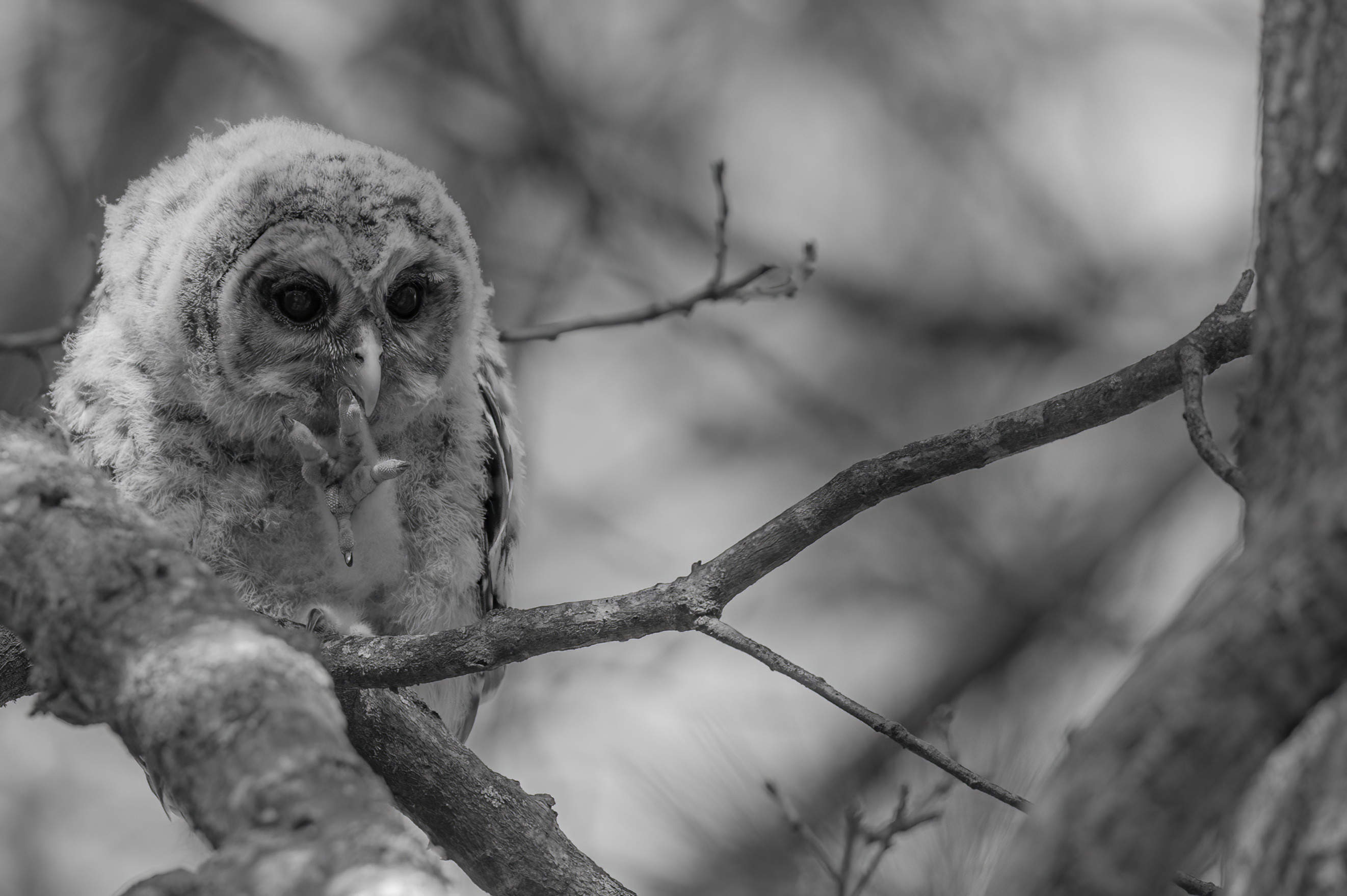 Wildlife — Owl20251 1 f