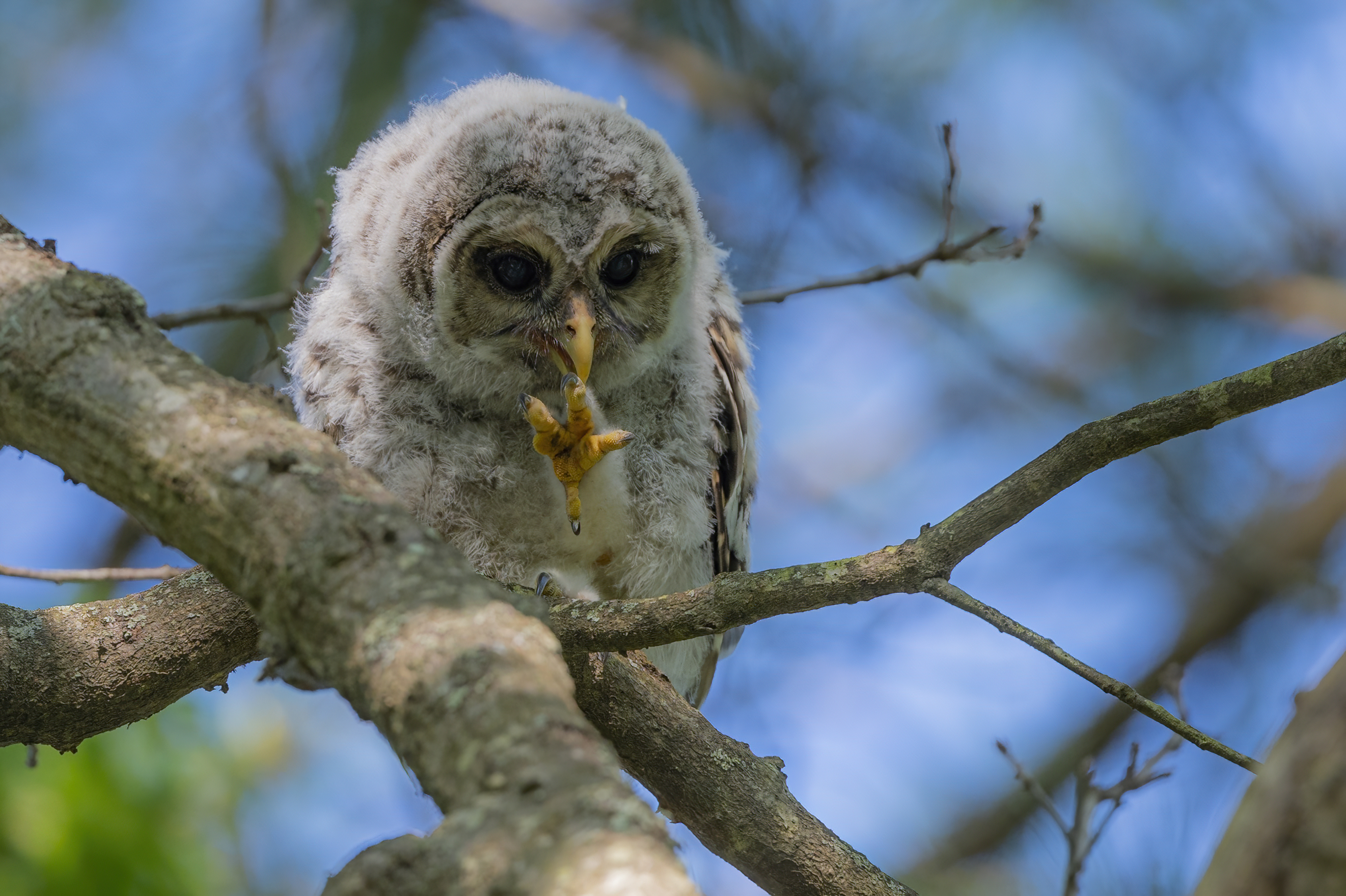 Wildlife — Owl20253 f