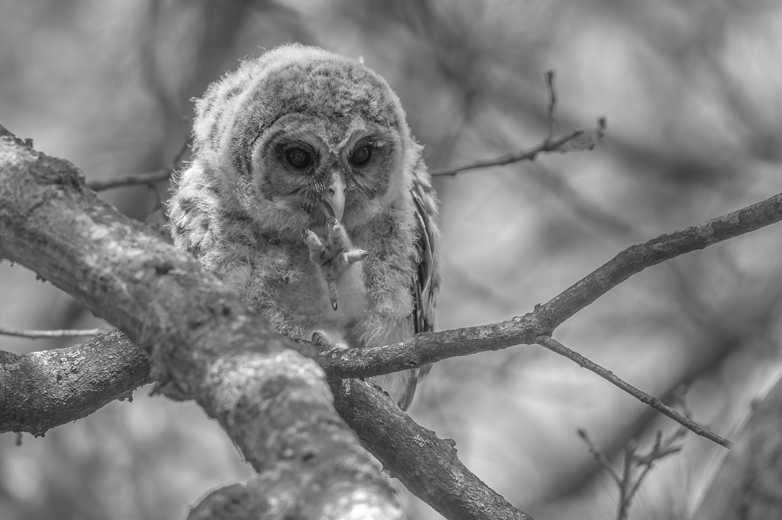 Wildlife — Owl20253 1 f
