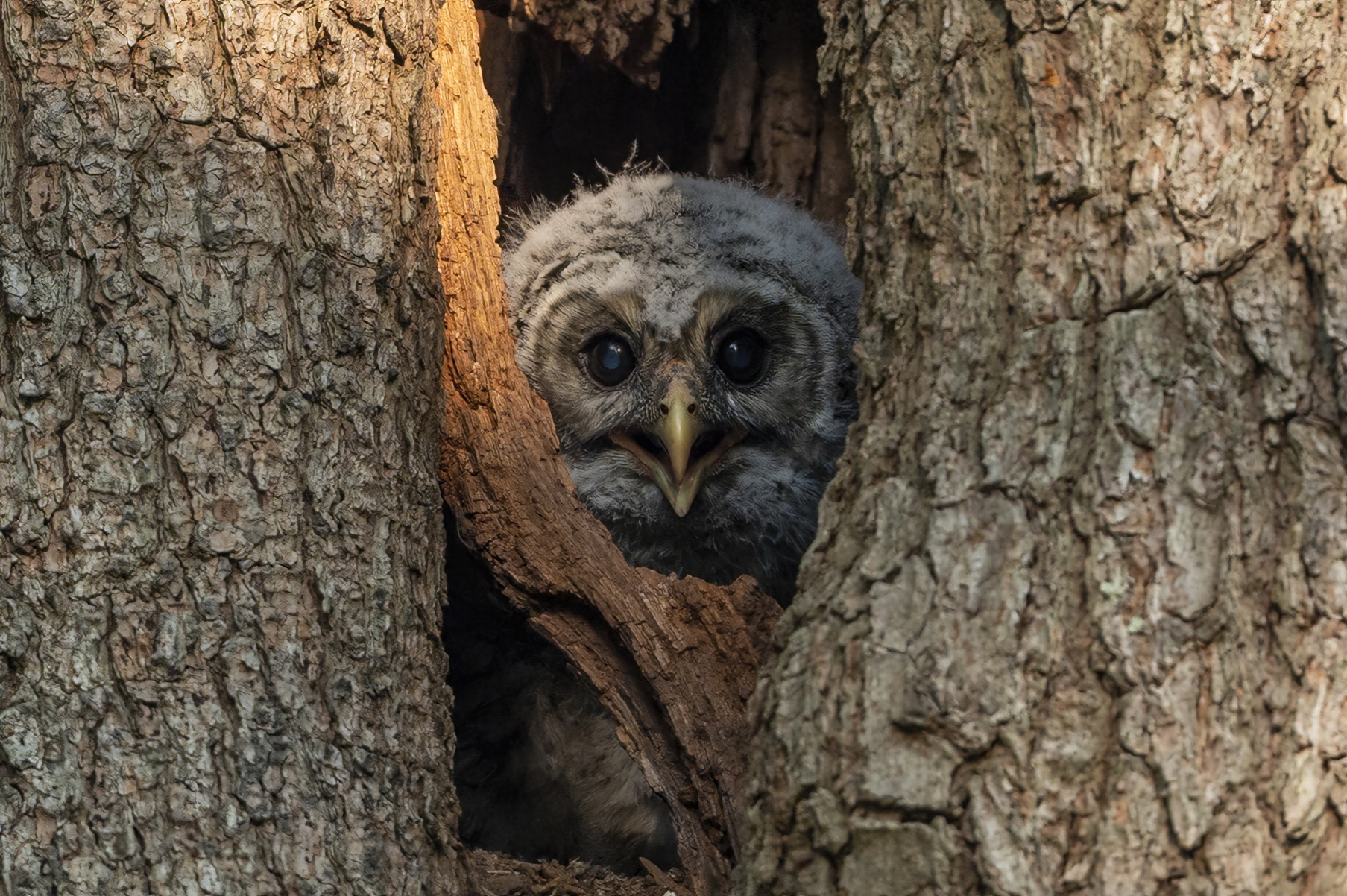 Wildlife — Owl20427 f