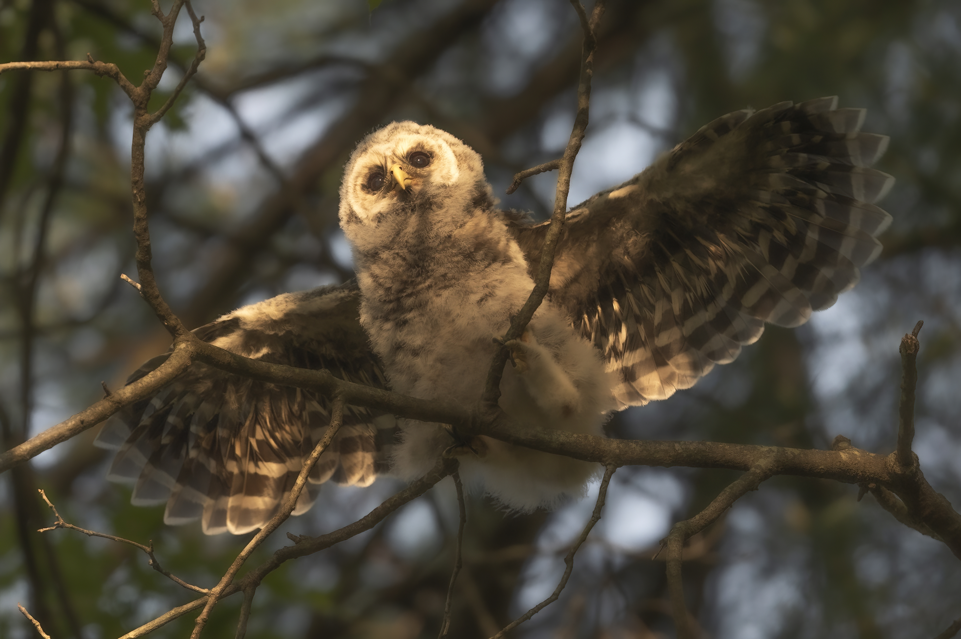 Wildlife — Owl20780 f