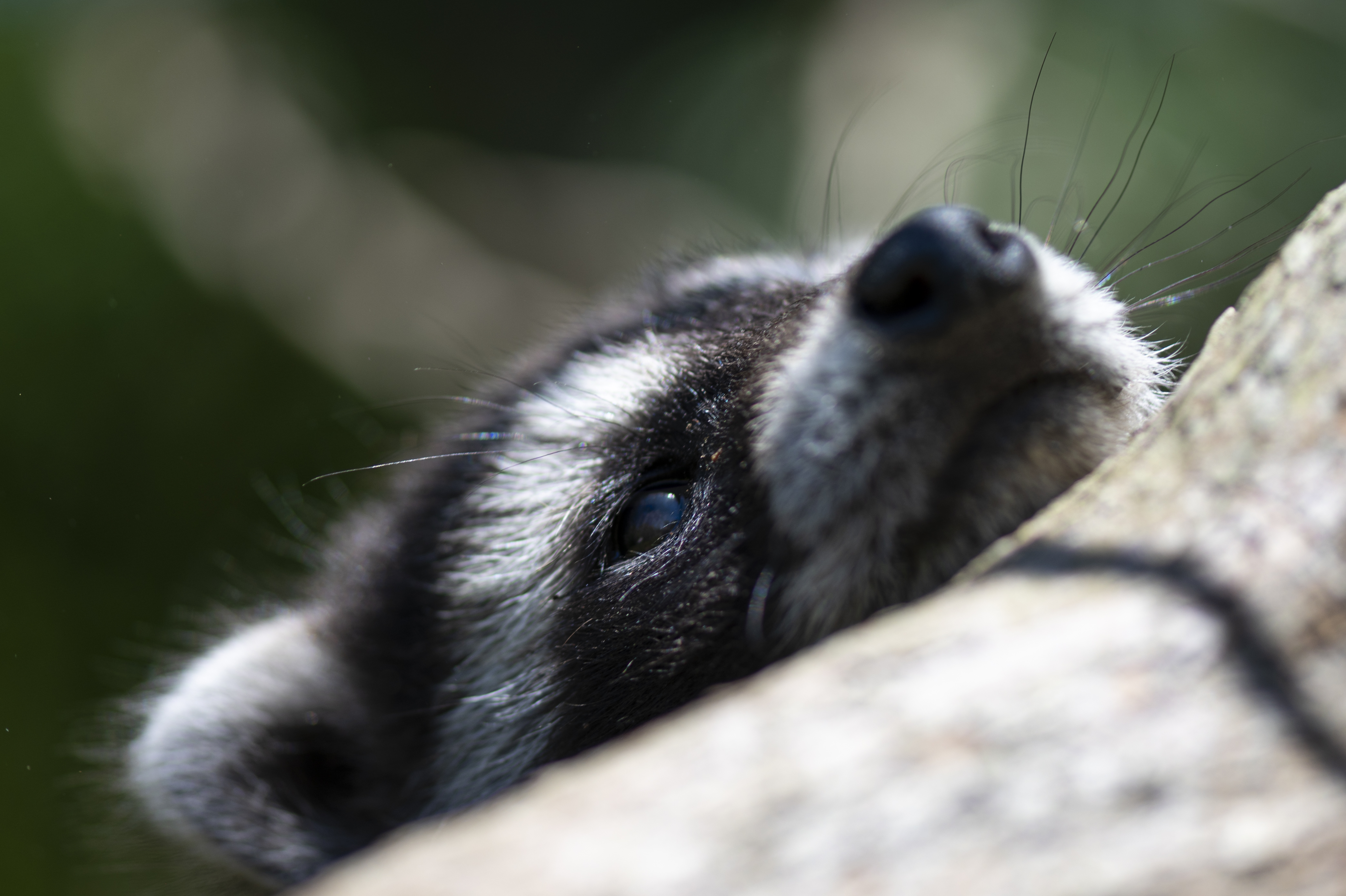 Wildlife — Coon 105P024