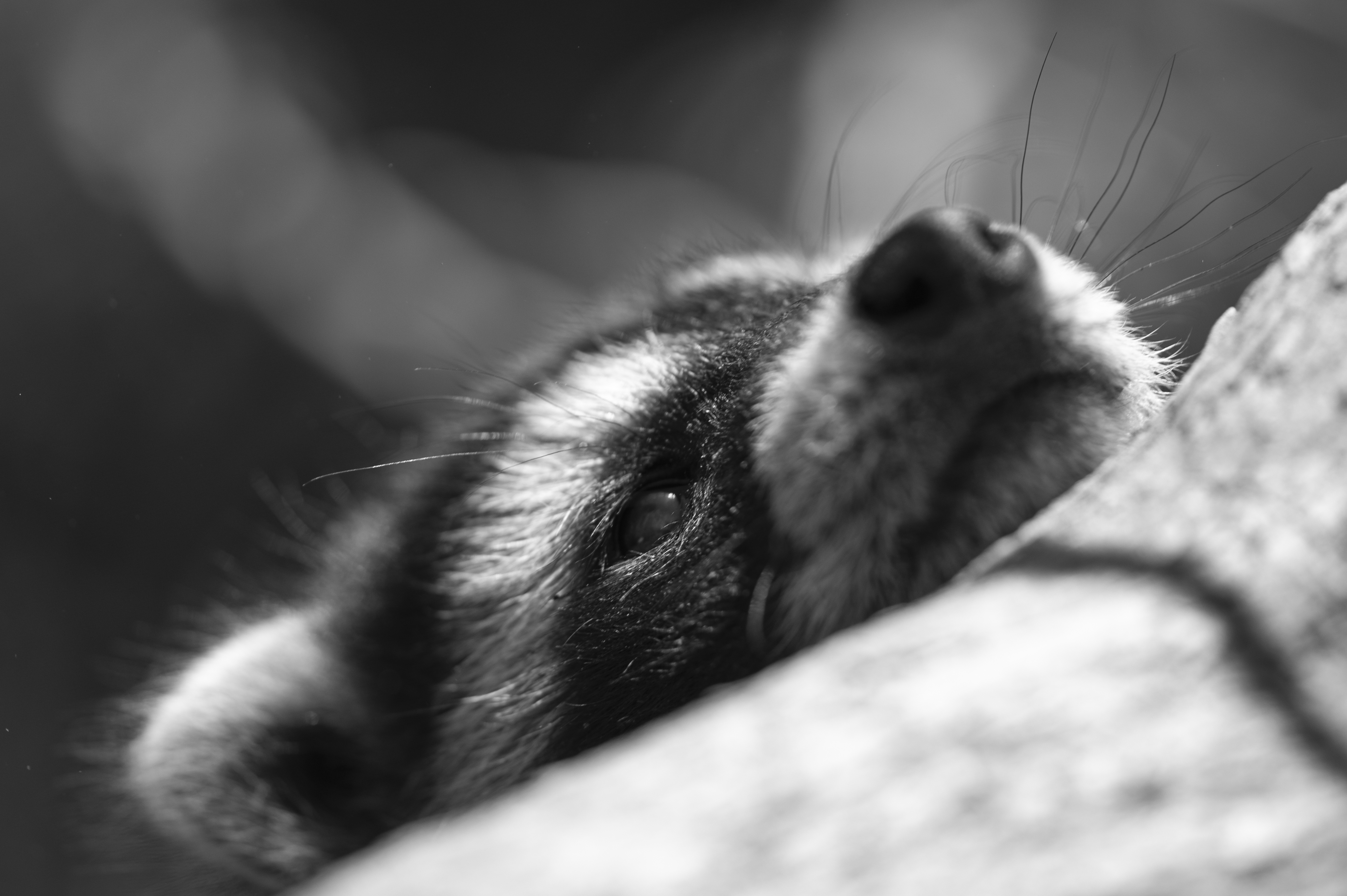 Wildlife — Coon 105P024 1