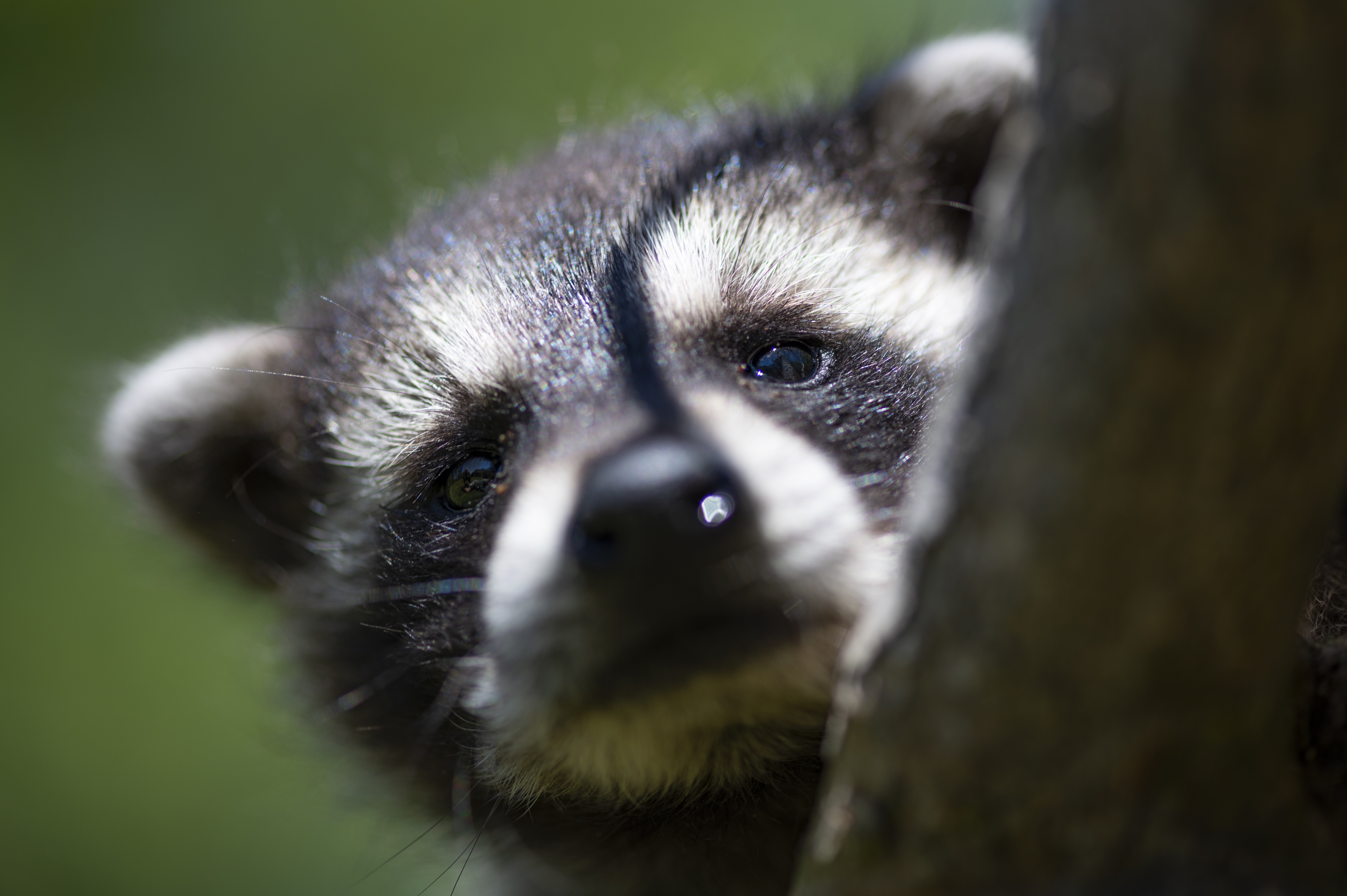 Wildlife — Coon 105P097