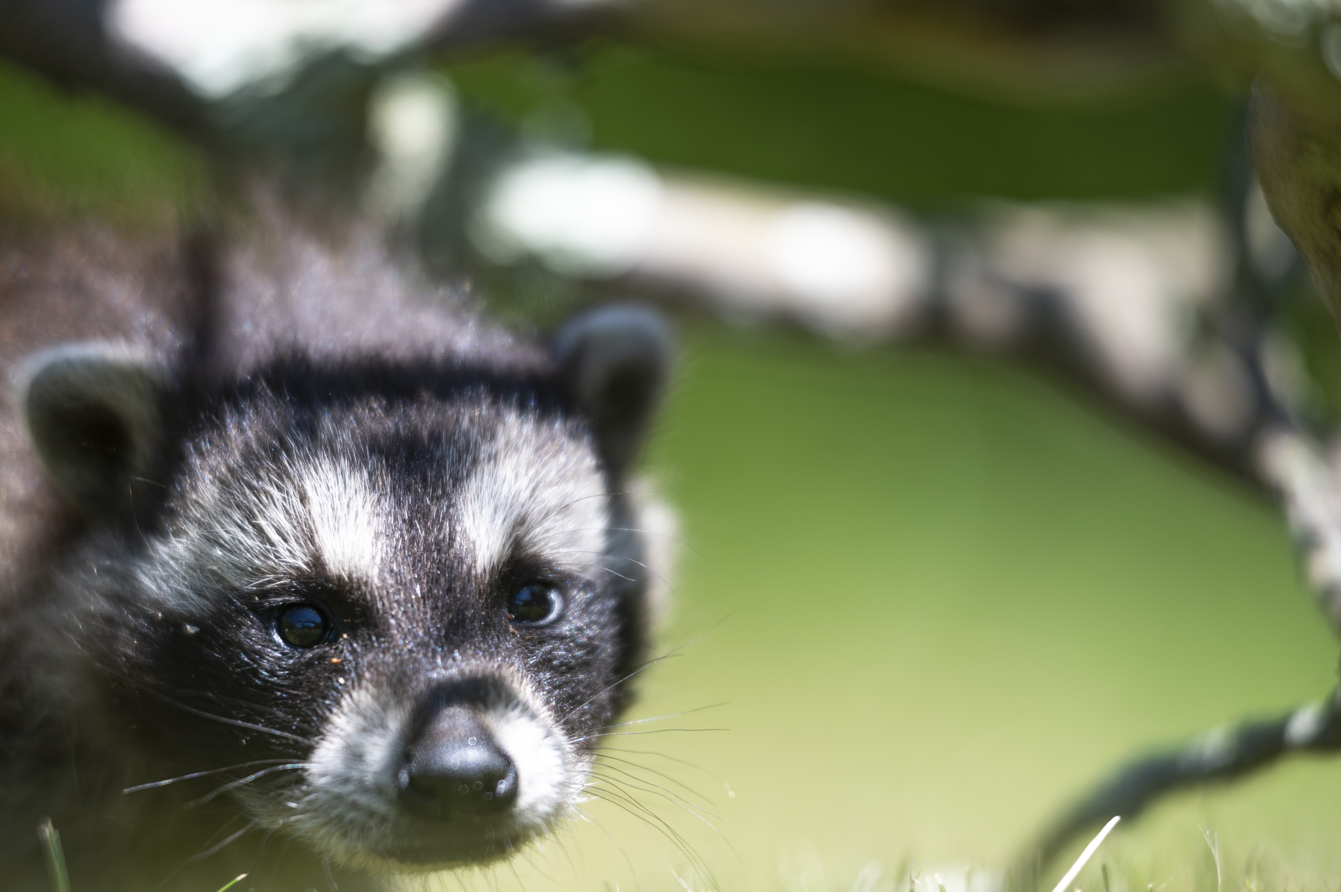 Wildlife — Coon01067