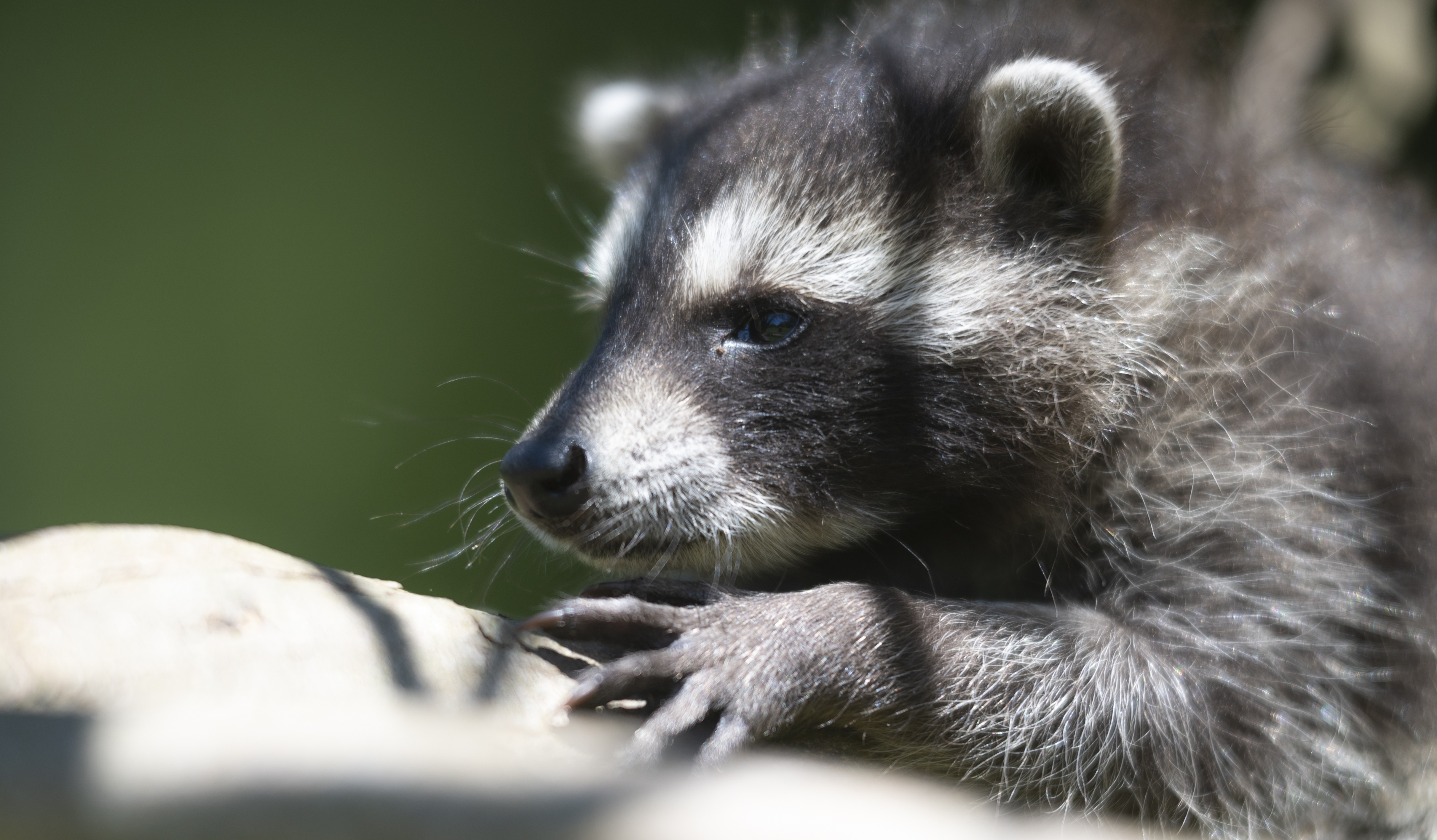 Wildlife — Coon01098