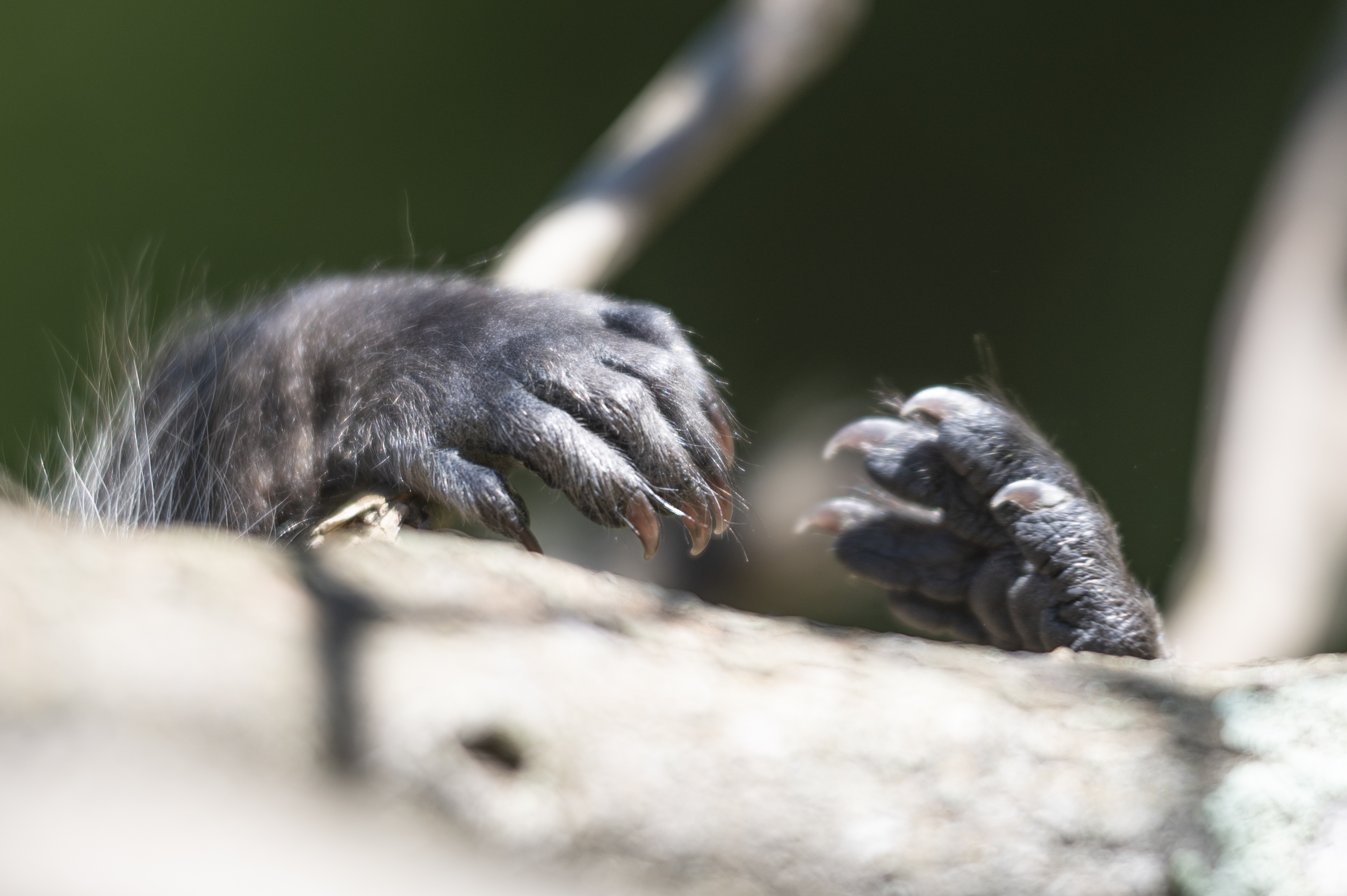 Wildlife — Coon01299