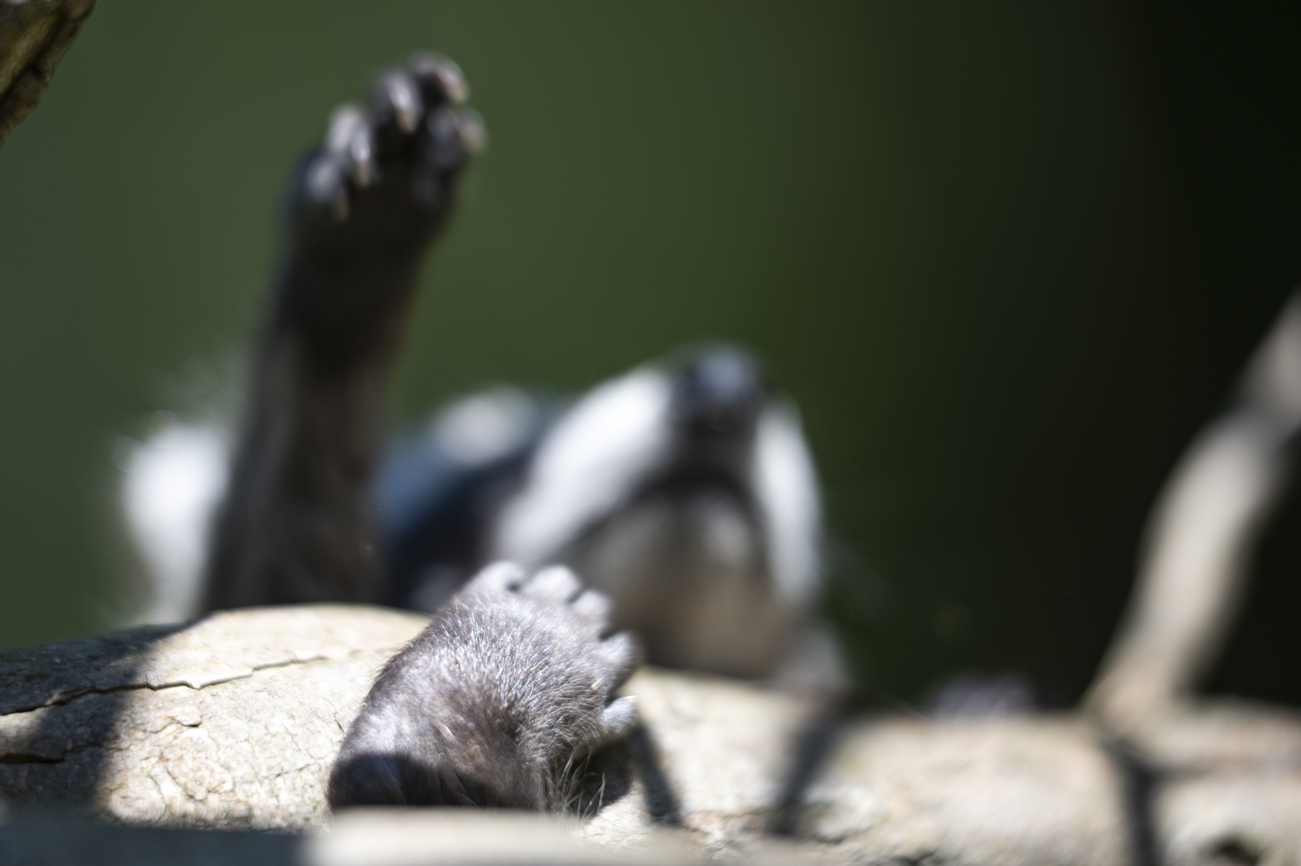 Wildlife — Coon01352