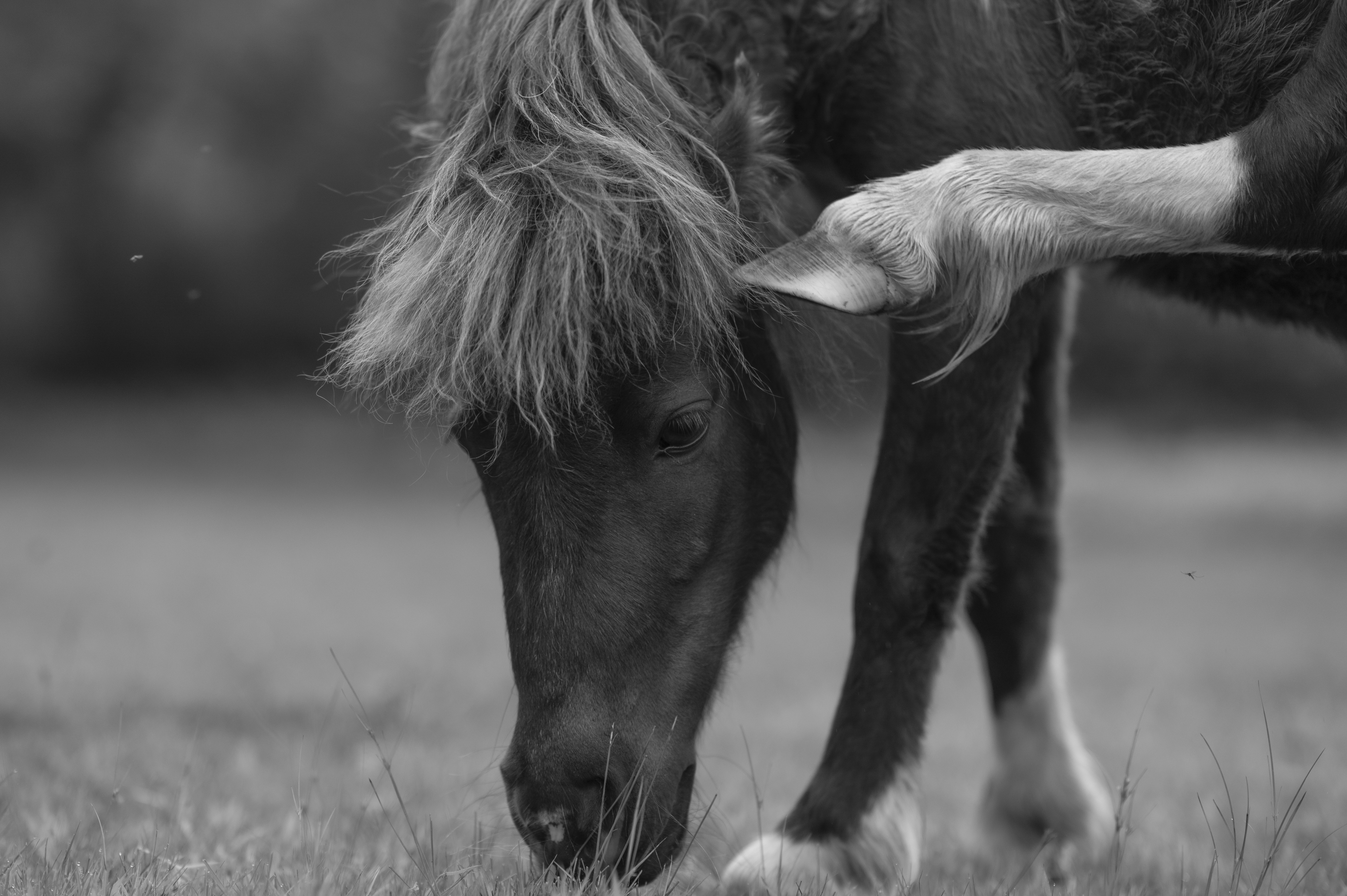 Wildlife — Horses561 1