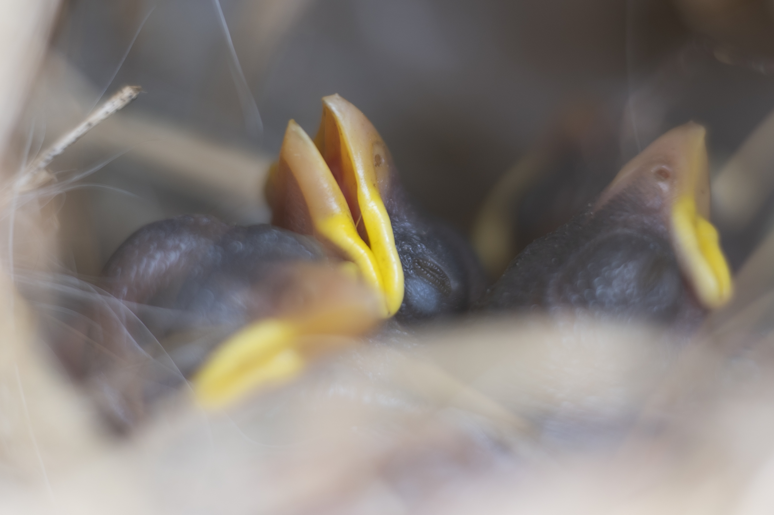 Wildlife — SparrowBabes35