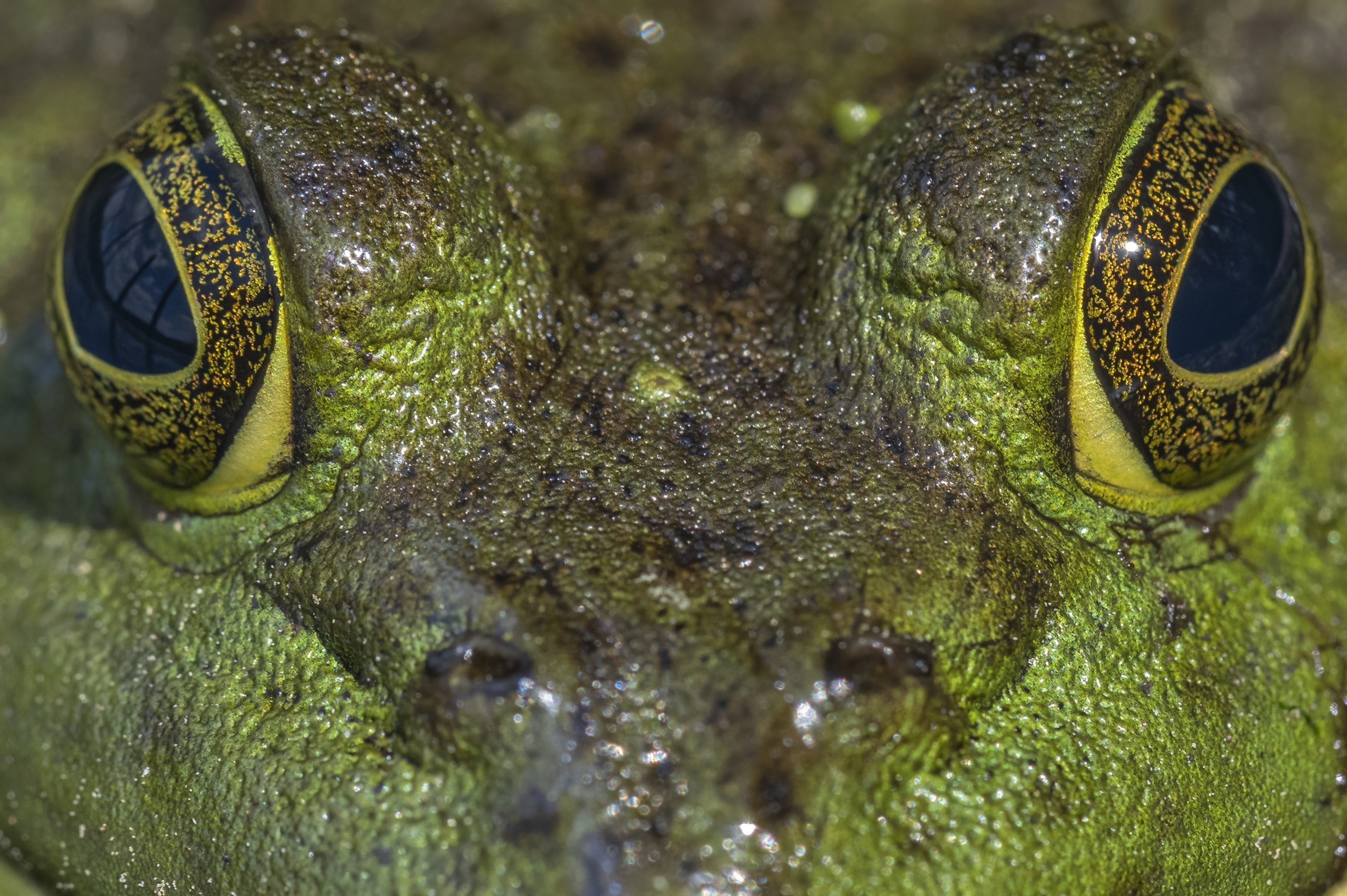 Wildlife — PillMacro0483 f