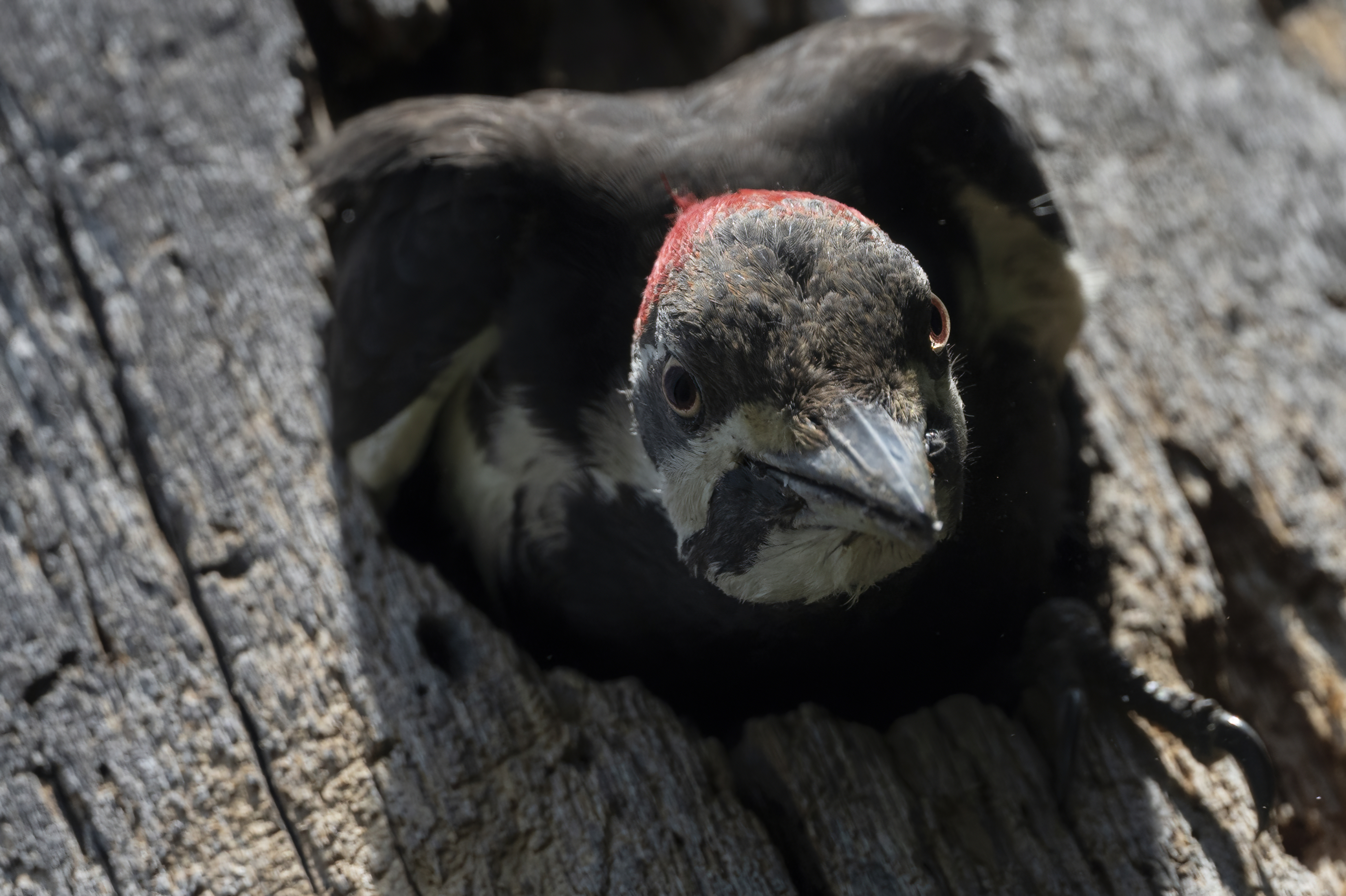 Wildlife — PillMacro0906 f