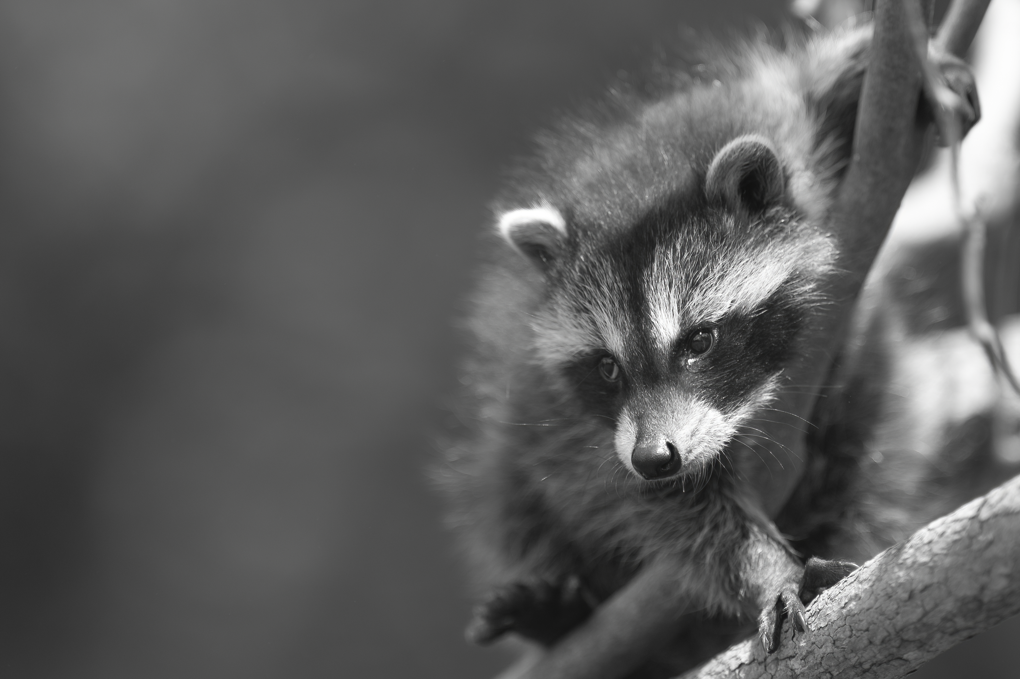 Wildlife — MrCoon002 f