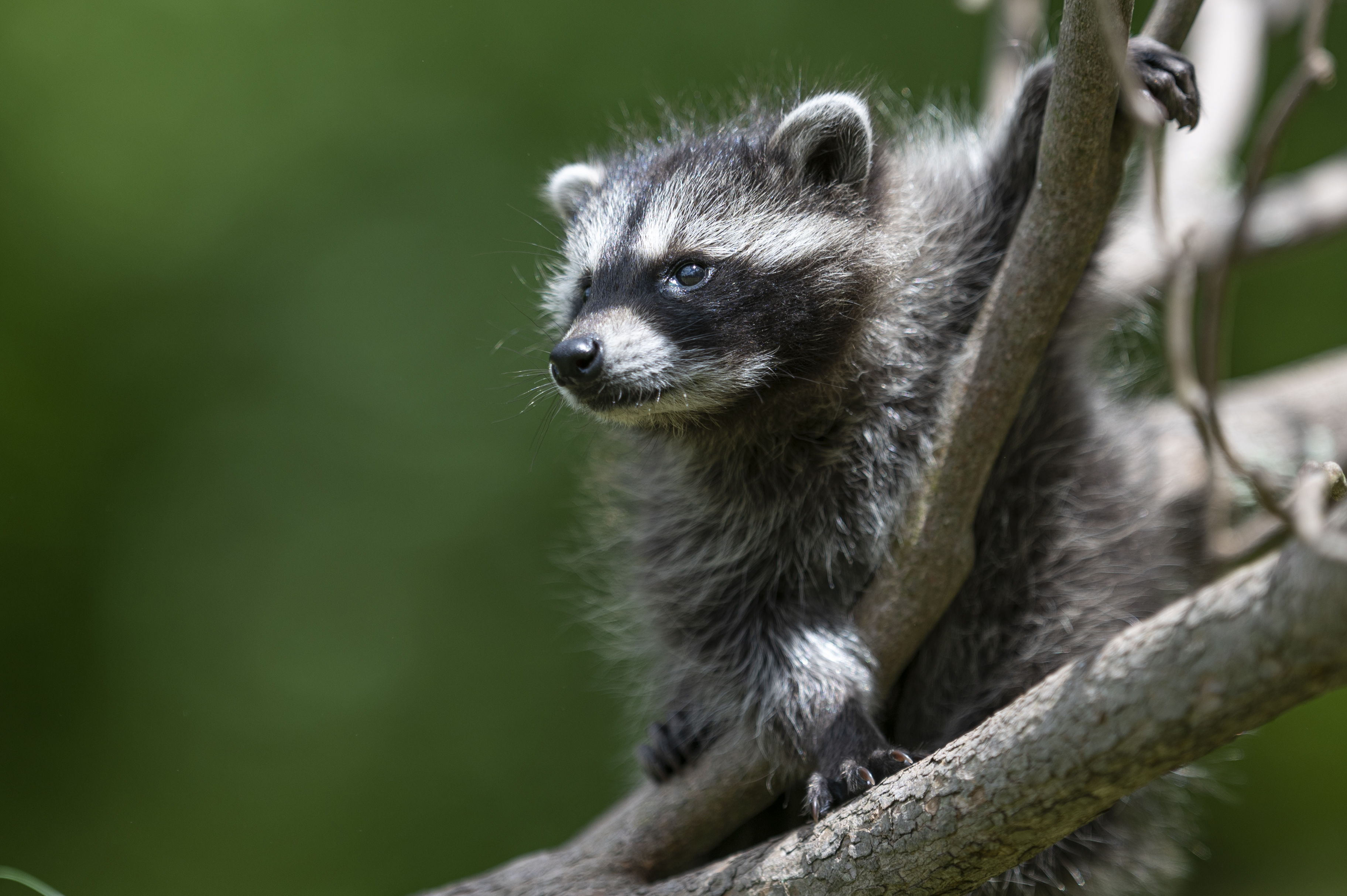 Wildlife — MrCoon011