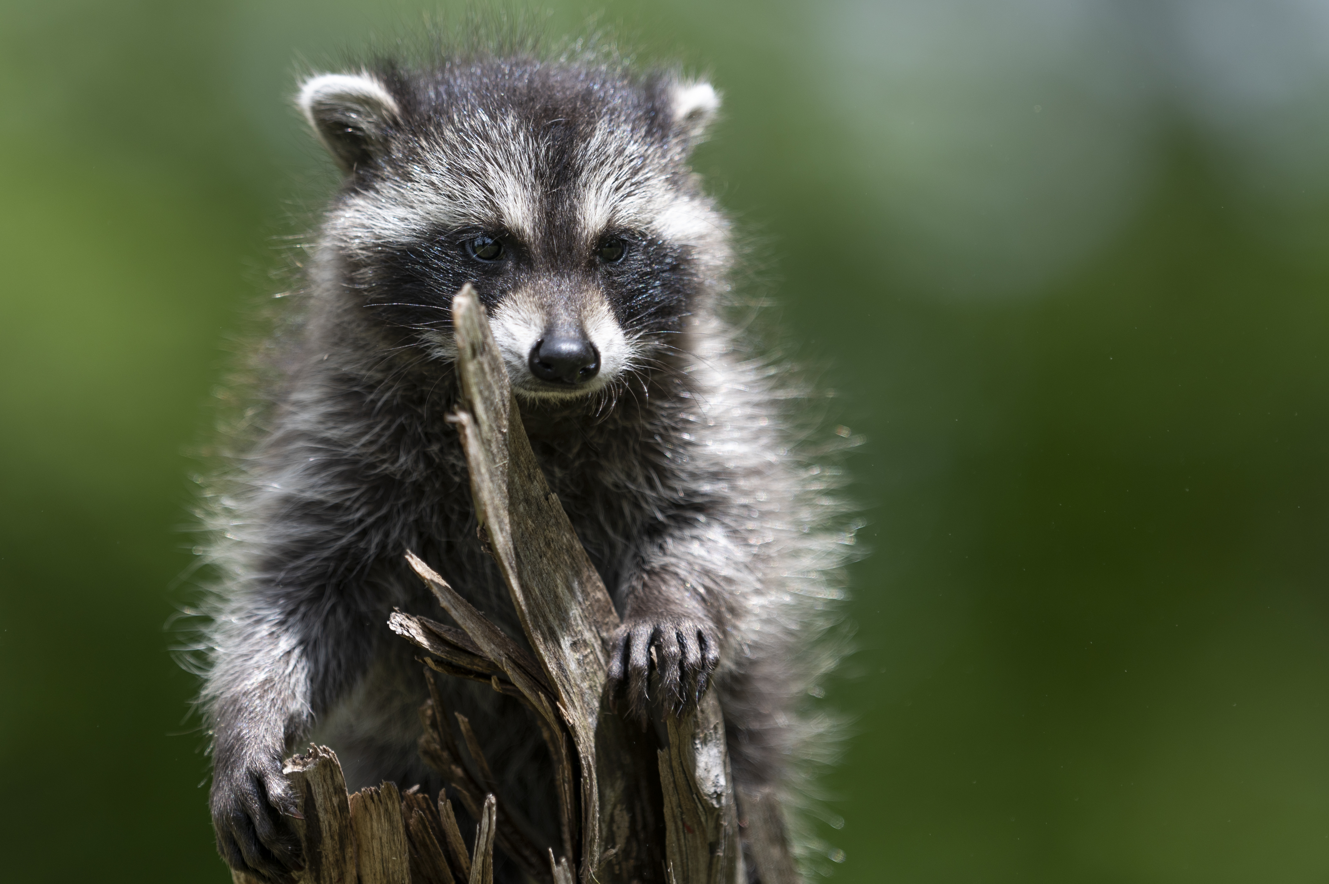 Wildlife — MrCoon035