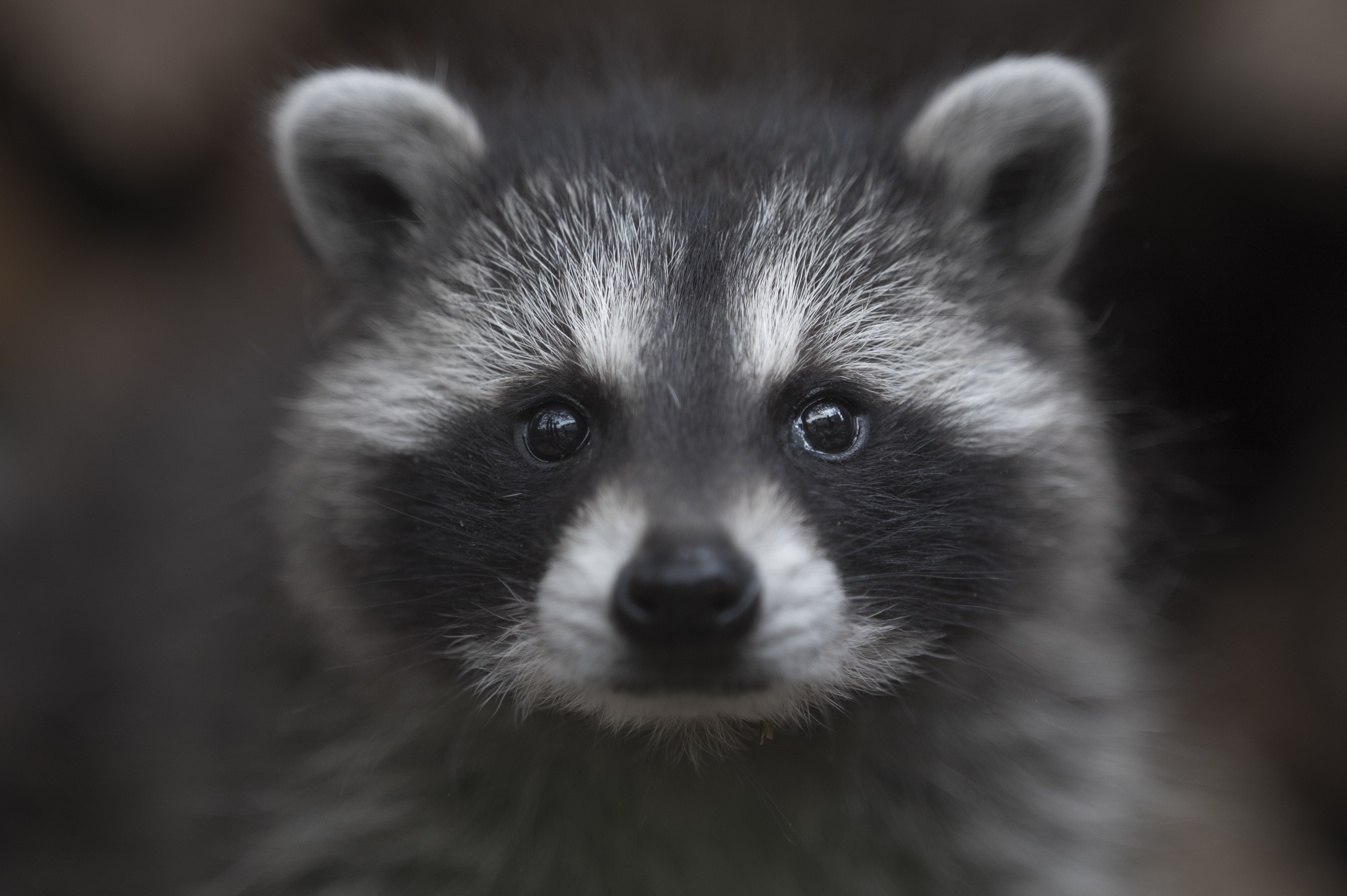 Wildlife — MrCoon552