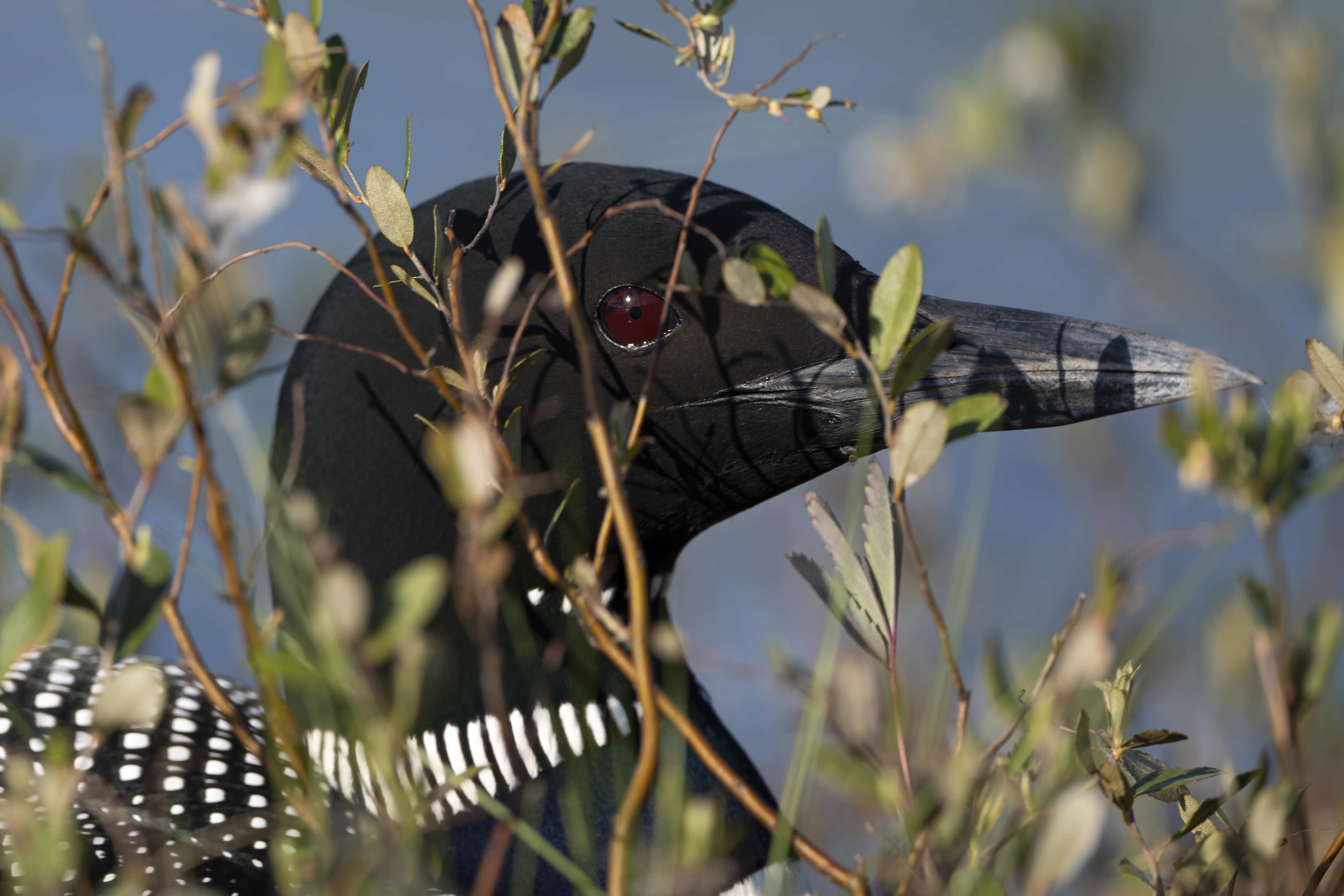 Wildlife — Hayward Dump1082 f