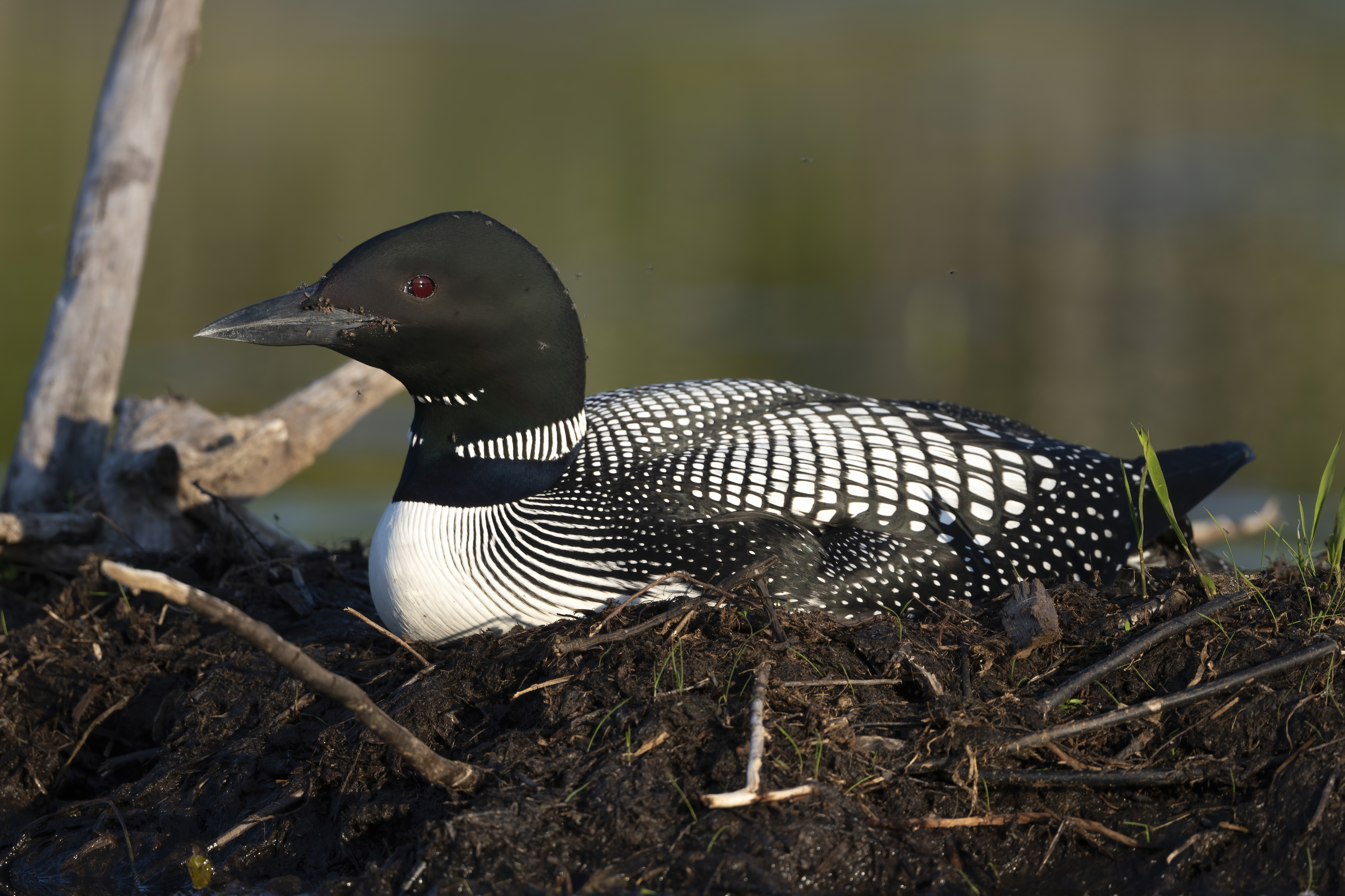 Wildlife — Hayward Dump1324 f