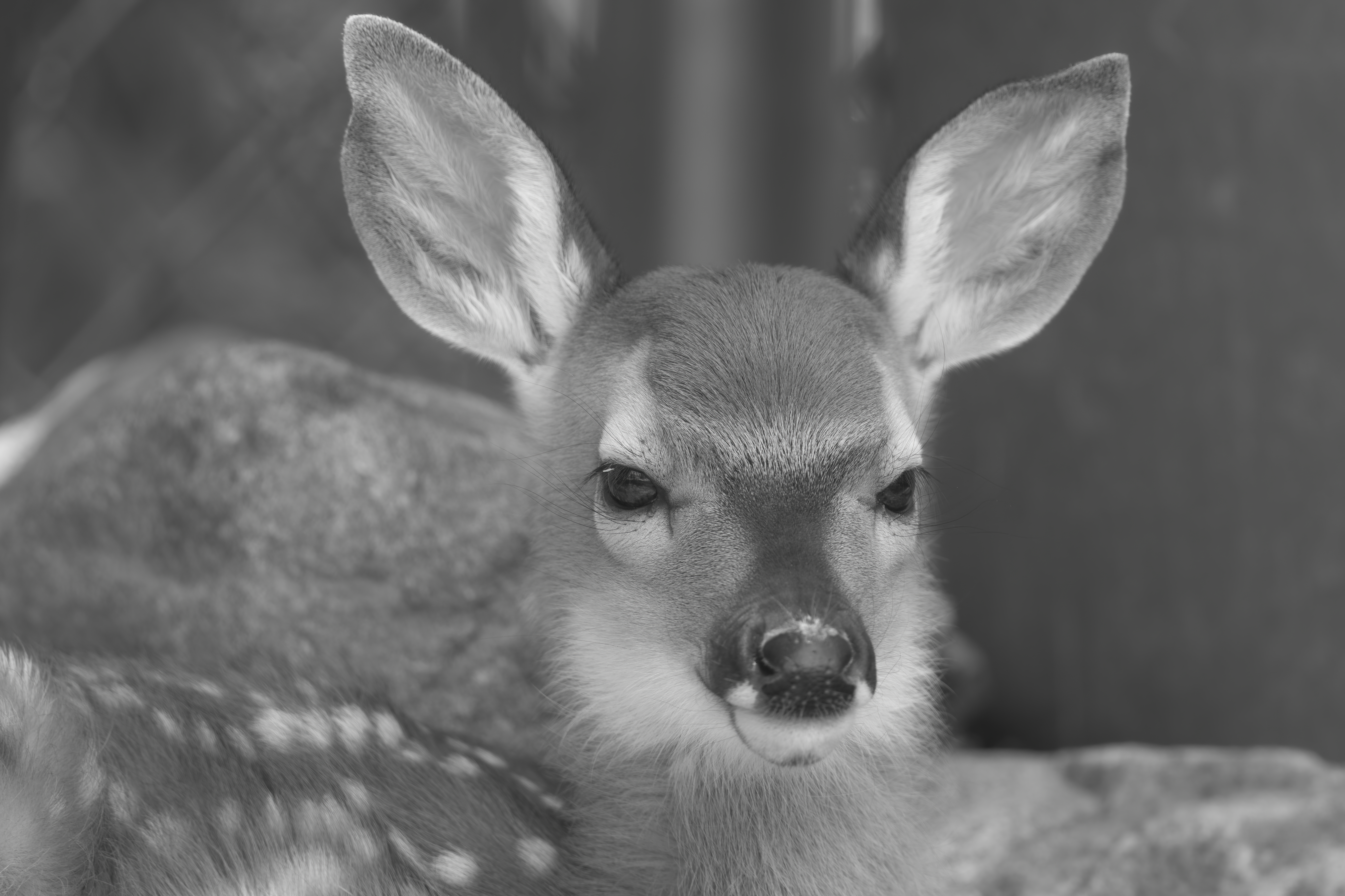 Wildlife — Hayward Dump1603 f