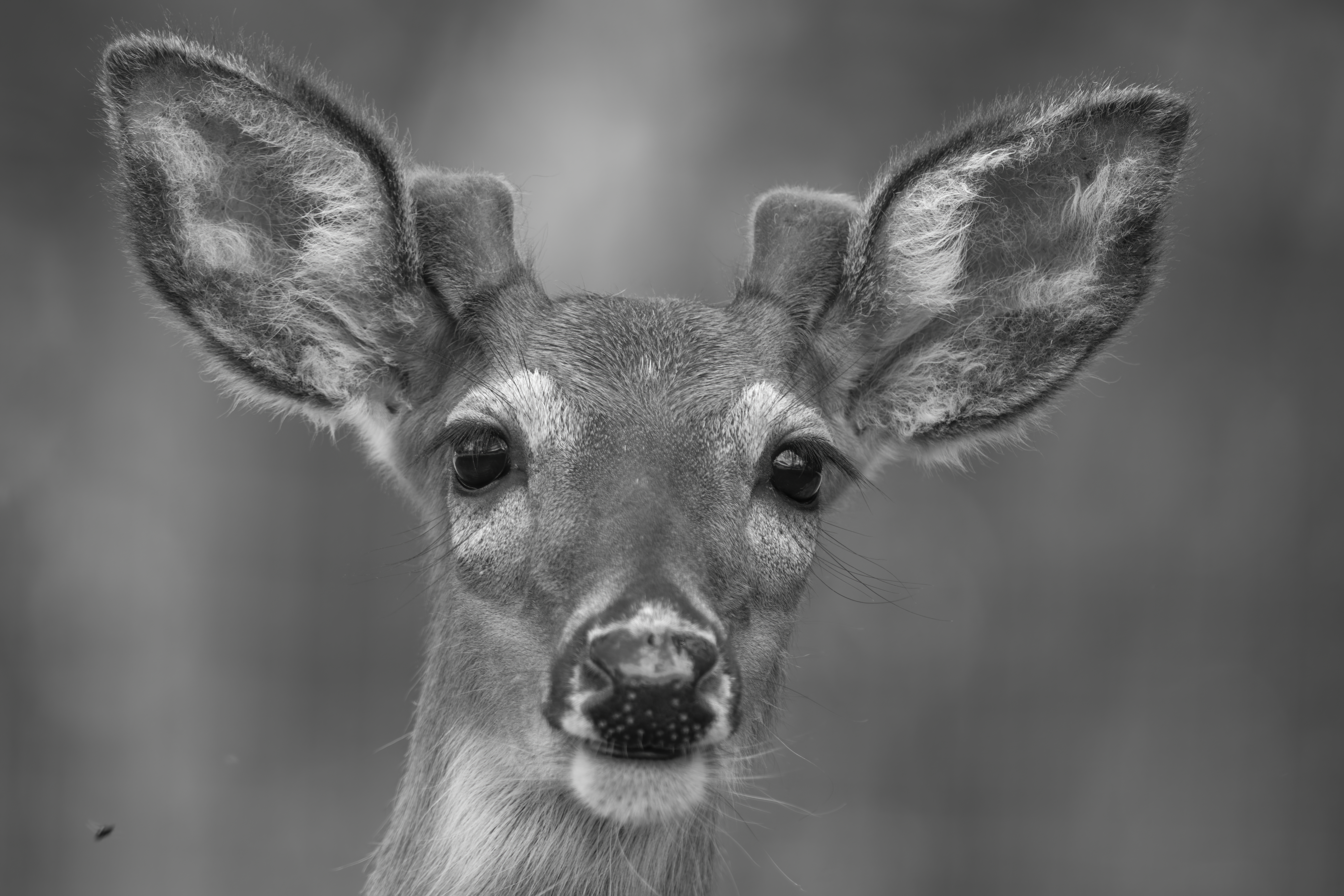 Wildlife — Hayward Dump1865 f