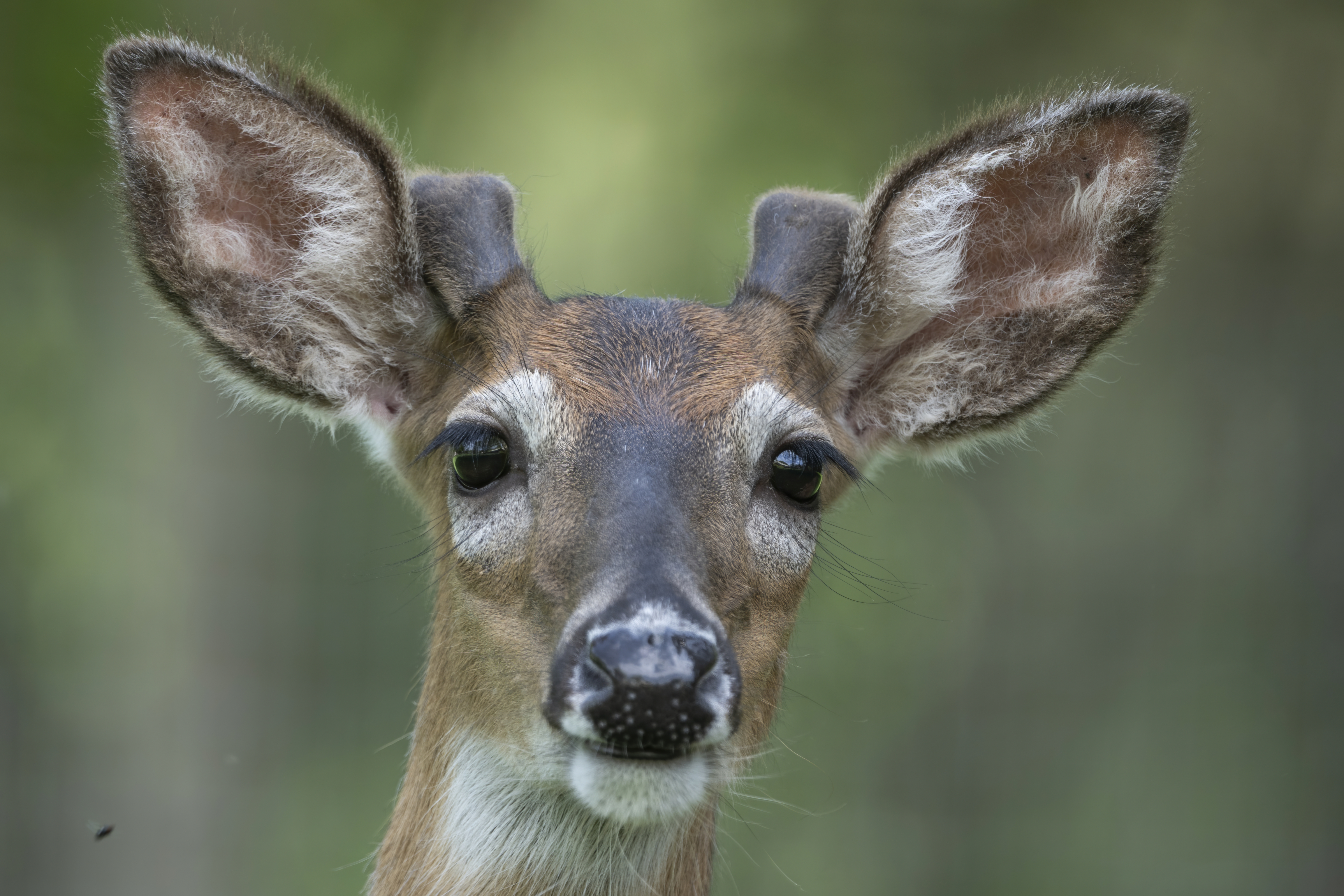 Wildlife — Hayward Dump1865 1 f