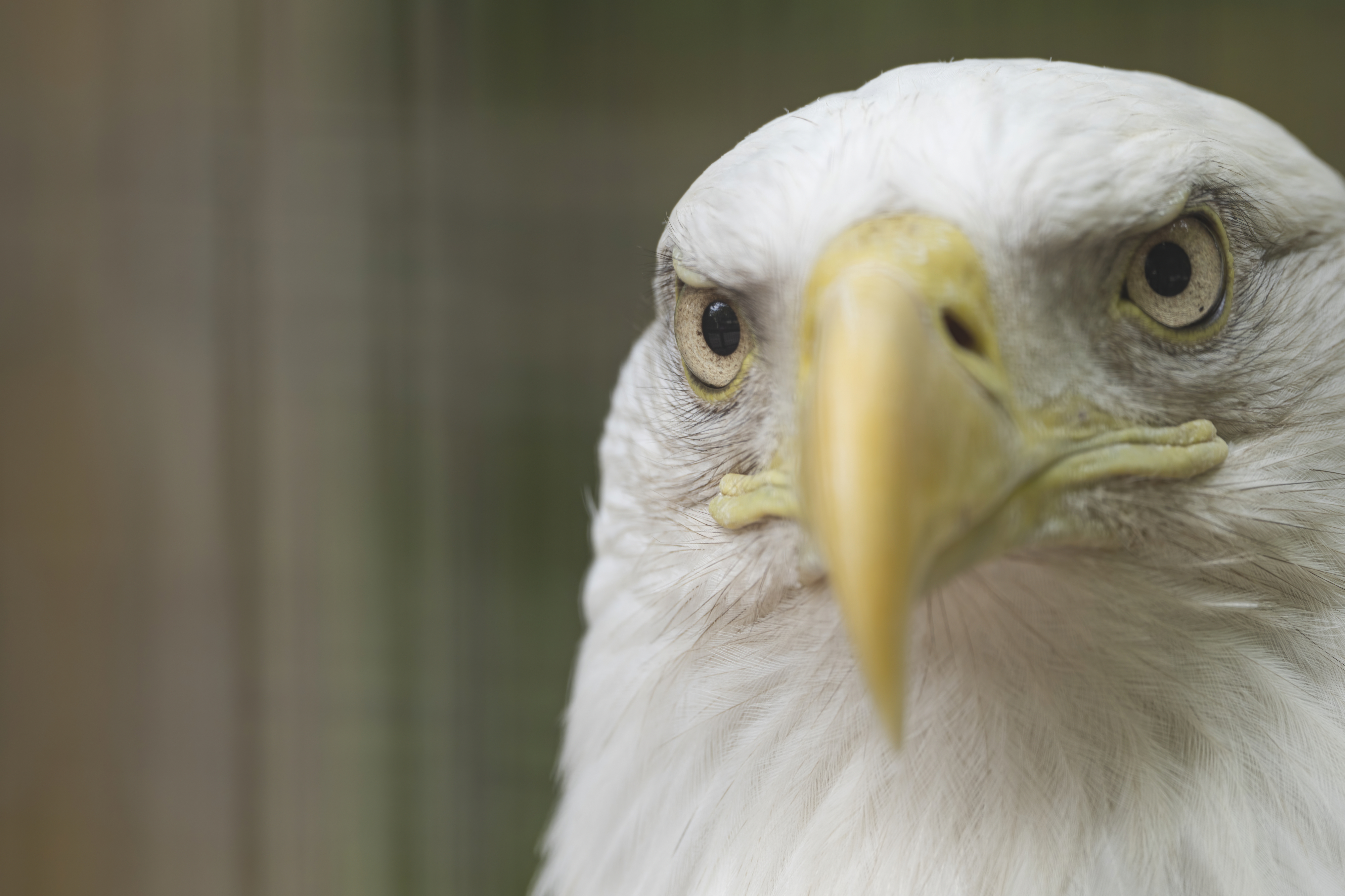 Wildlife — Hayward Dump1934 f