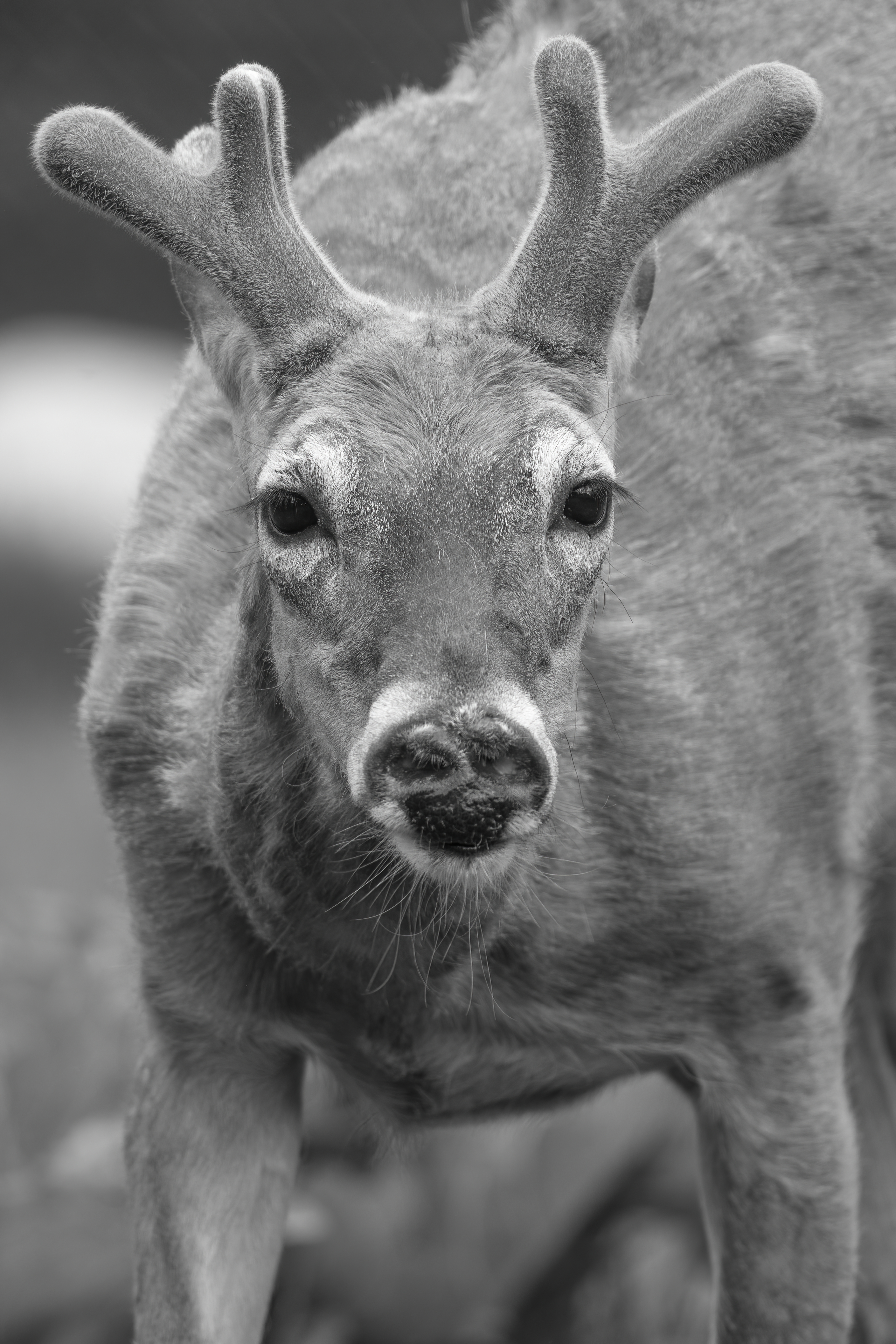 Wildlife — Hayward Dump1979 f