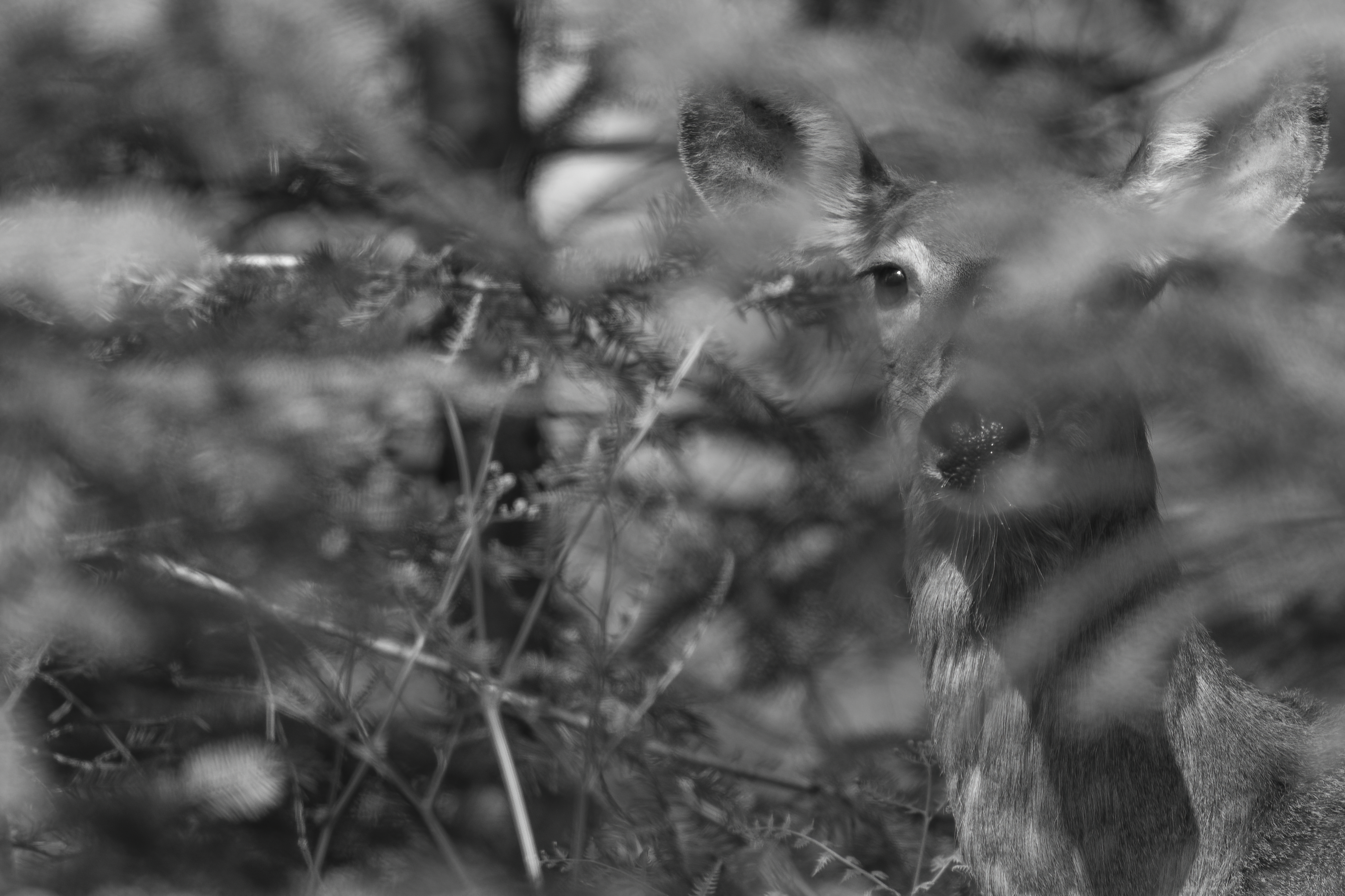 Wildlife — Hayward Dump2024 f
