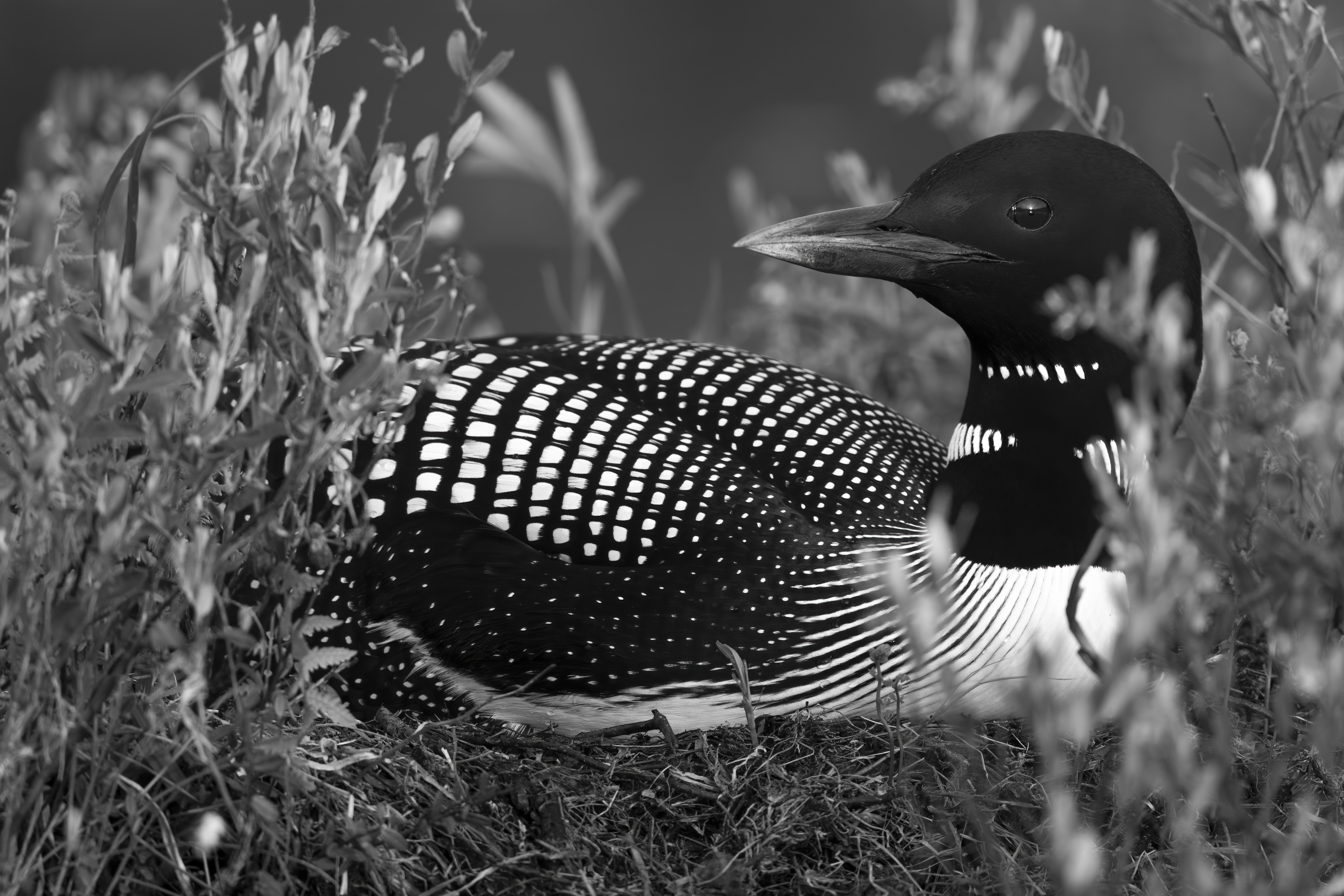 Wildlife — Hayward II035 f