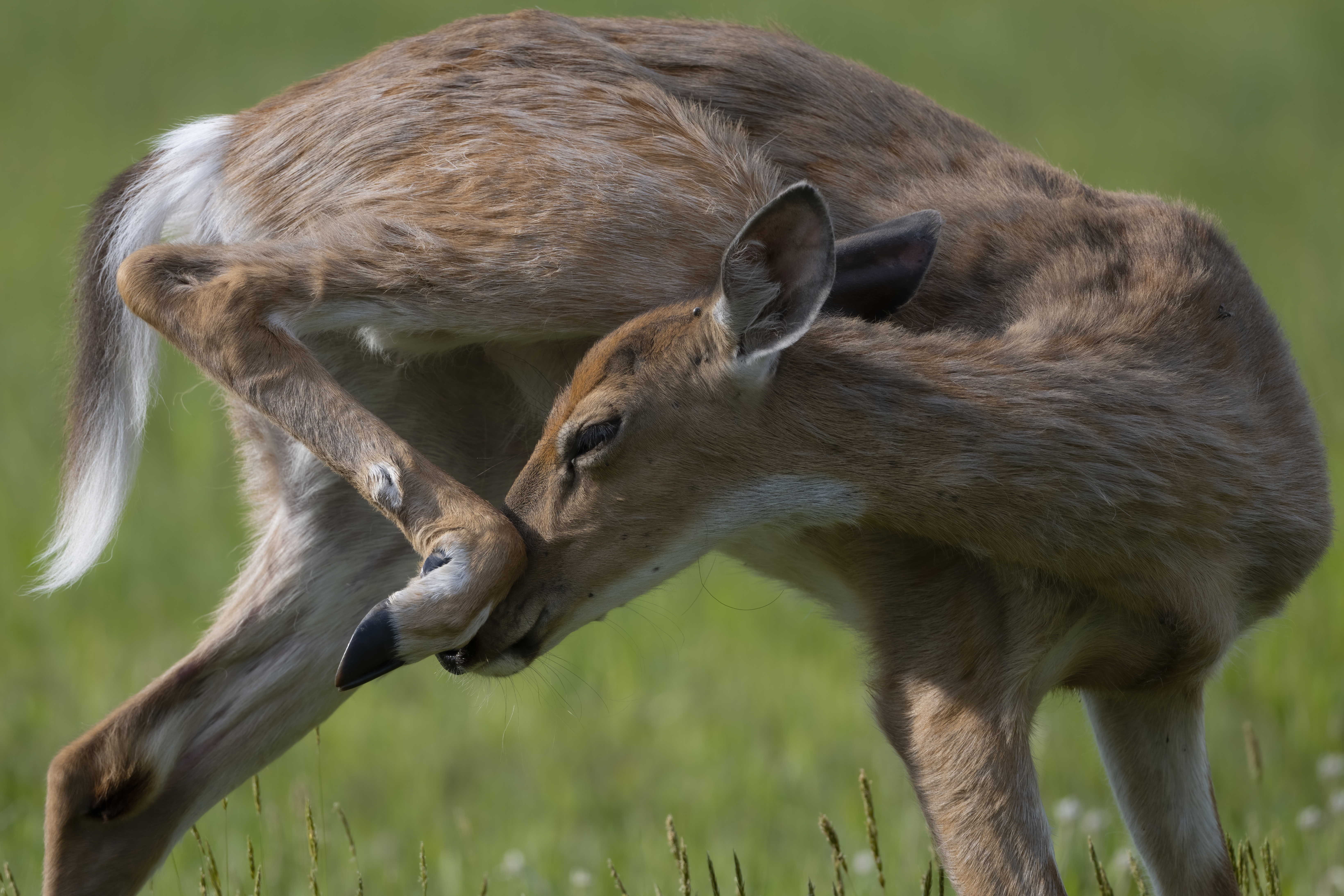 Wildlife — Hayward II161 f