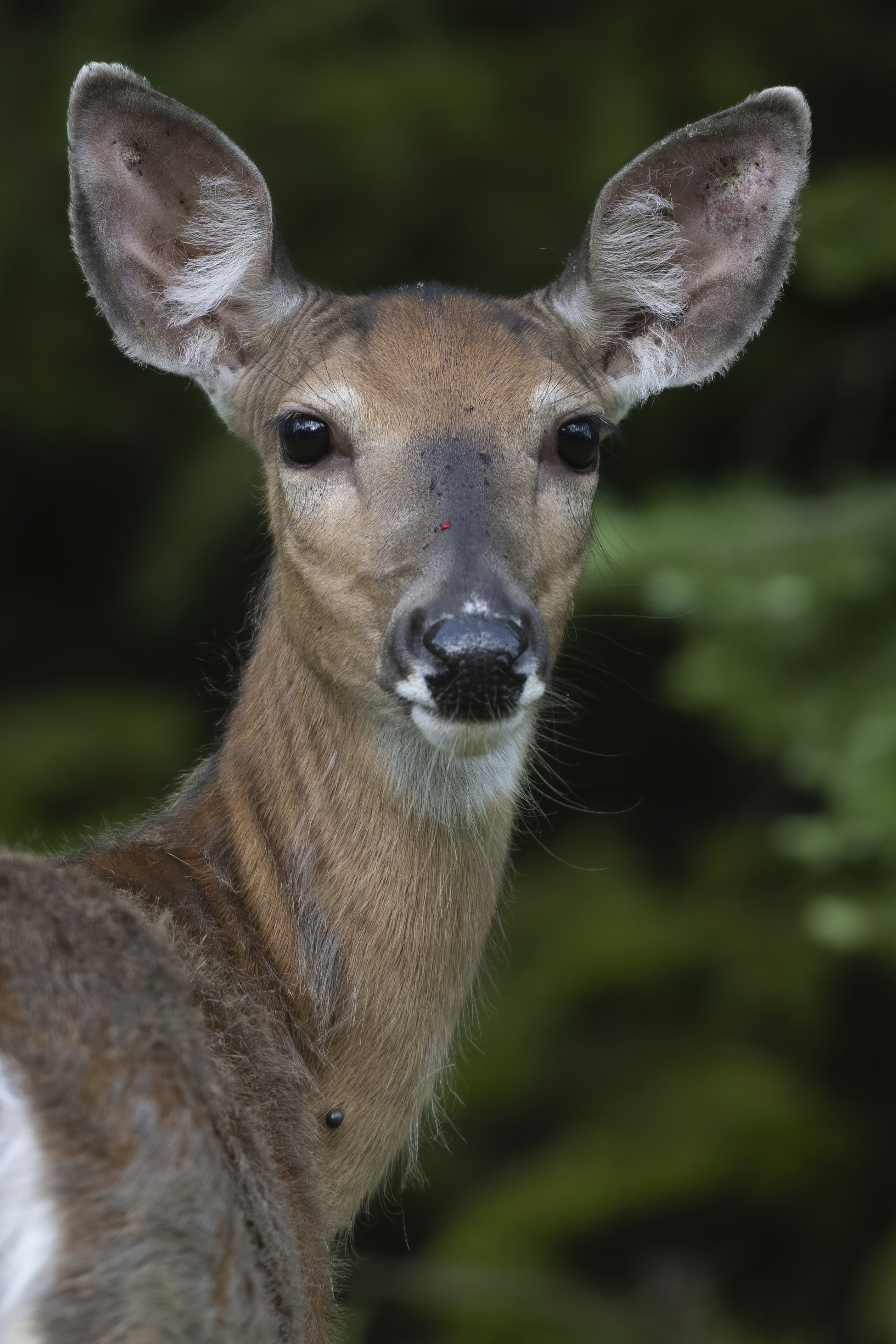 Wildlife — Hayward II233 f