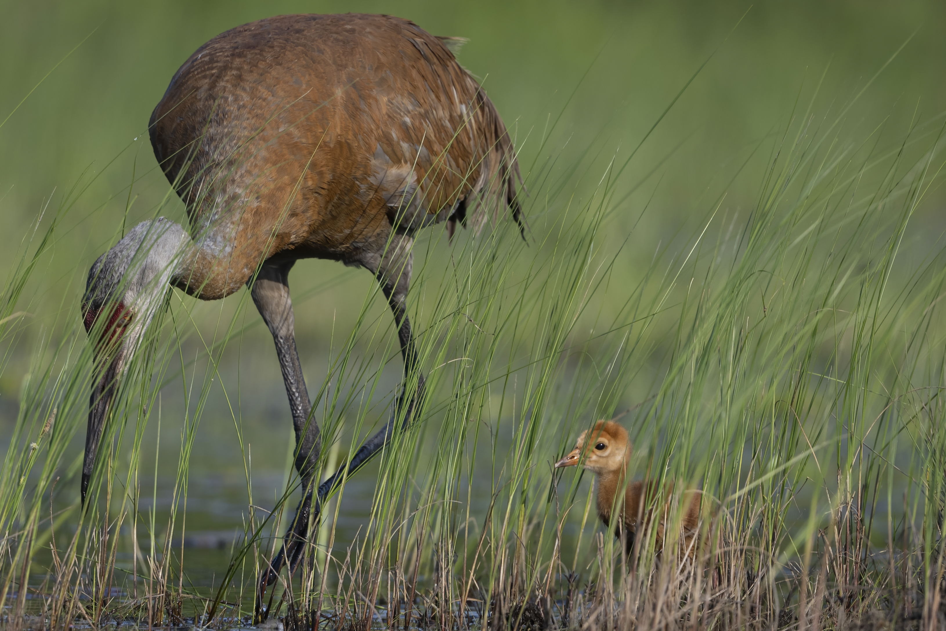 Wildlife — Hayward II255 f