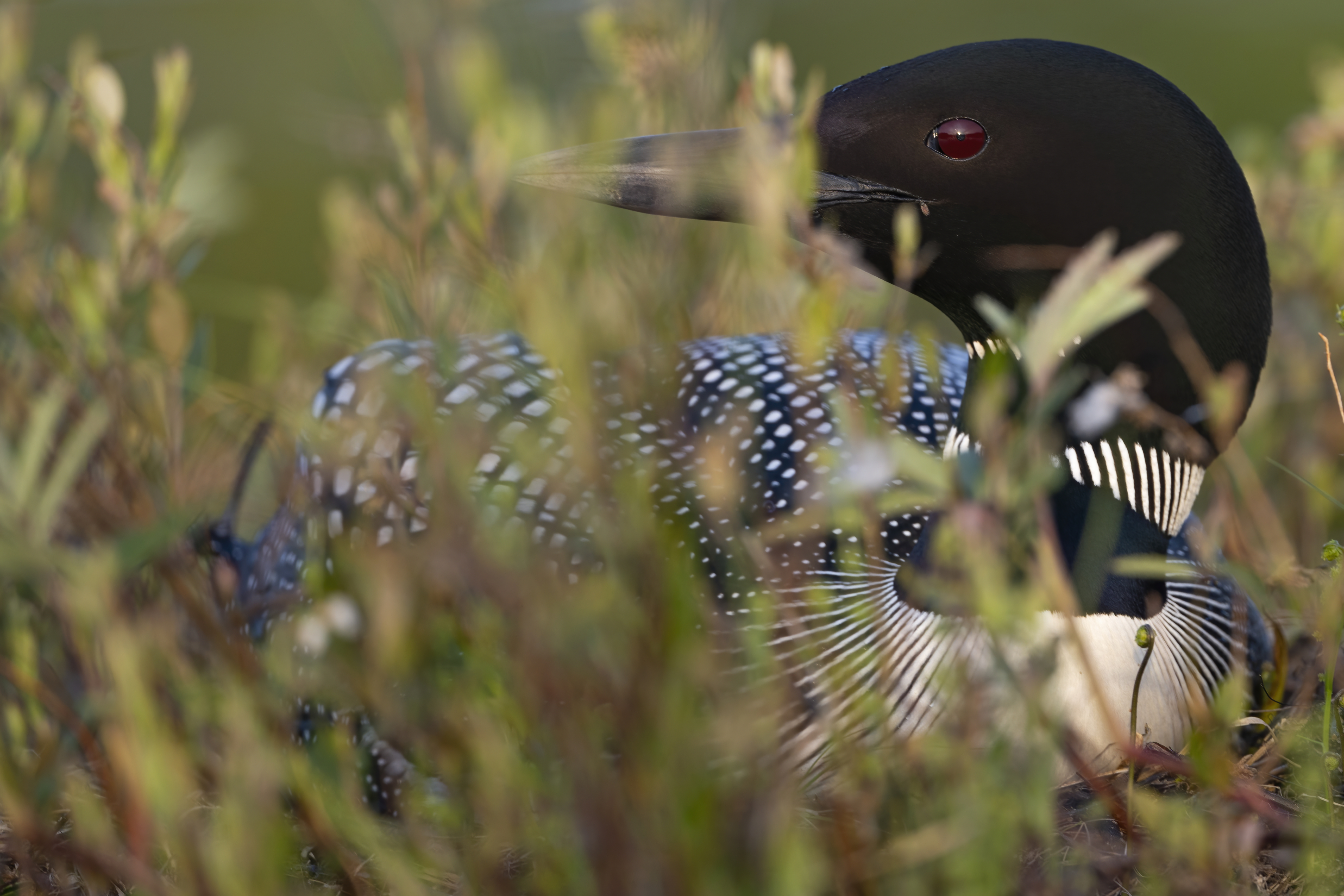 Wildlife — Hayward II624 f