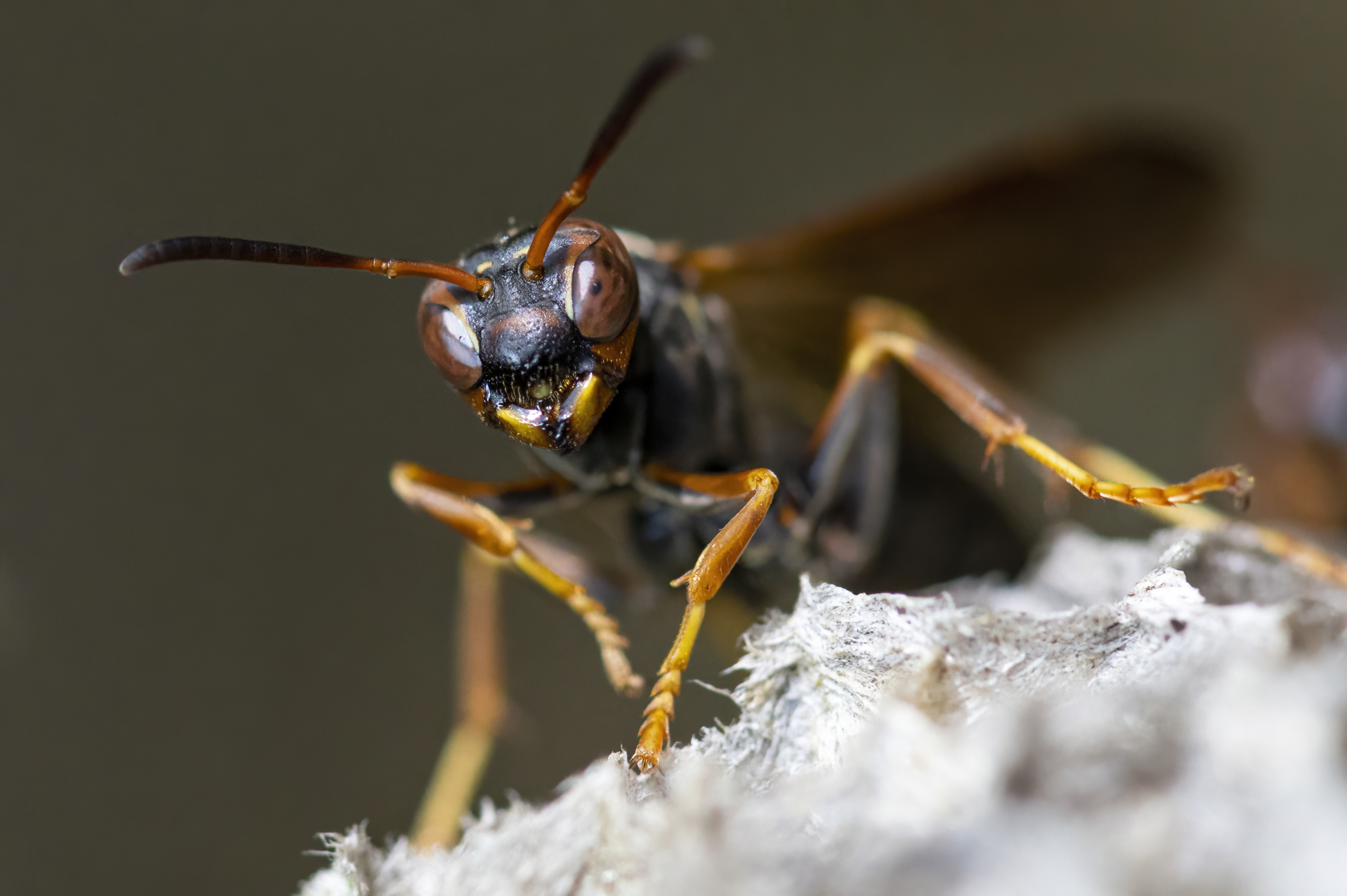 Wildlife — Robs0725 f