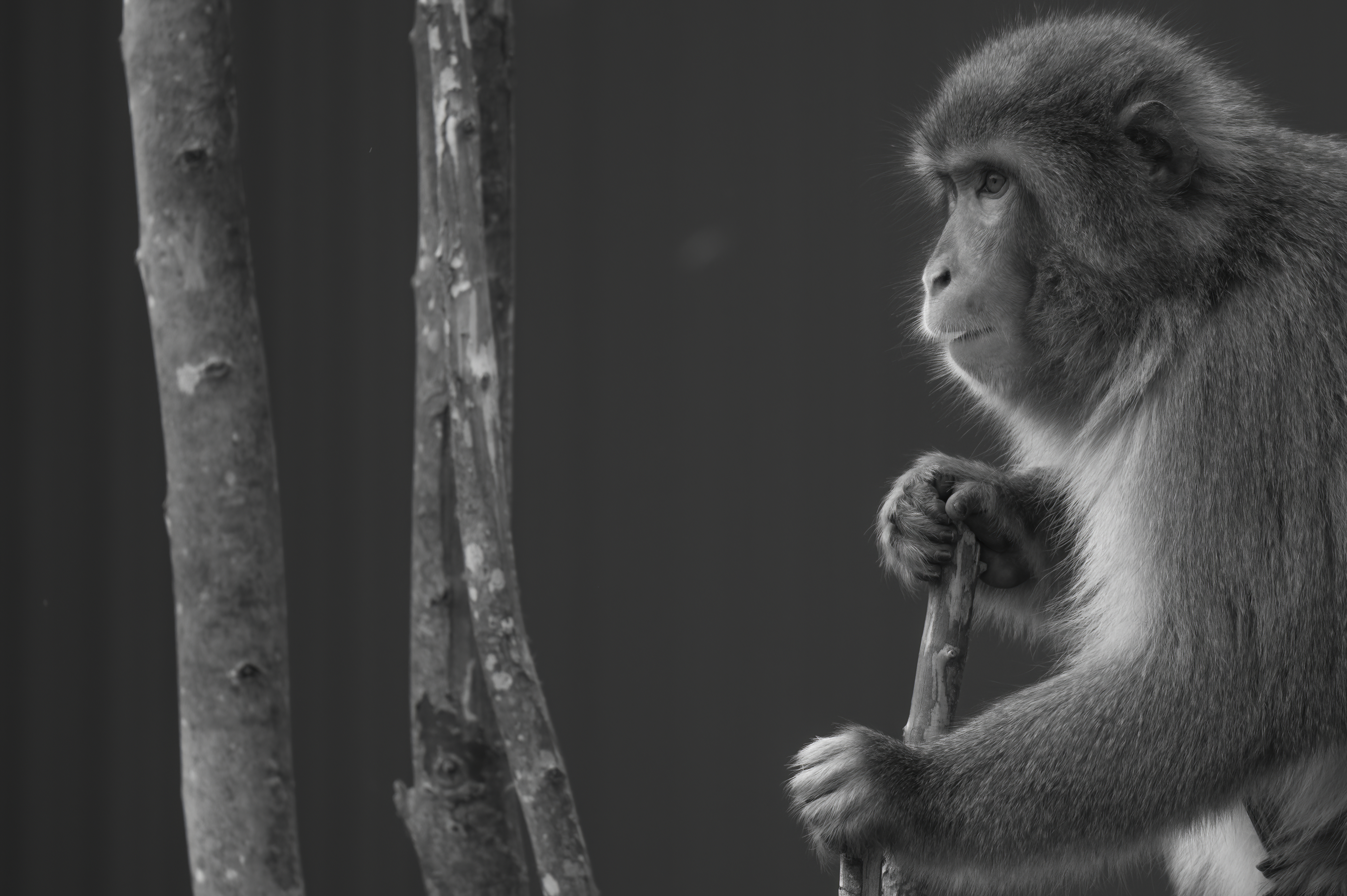 Wildlife — WI Zoo255 f