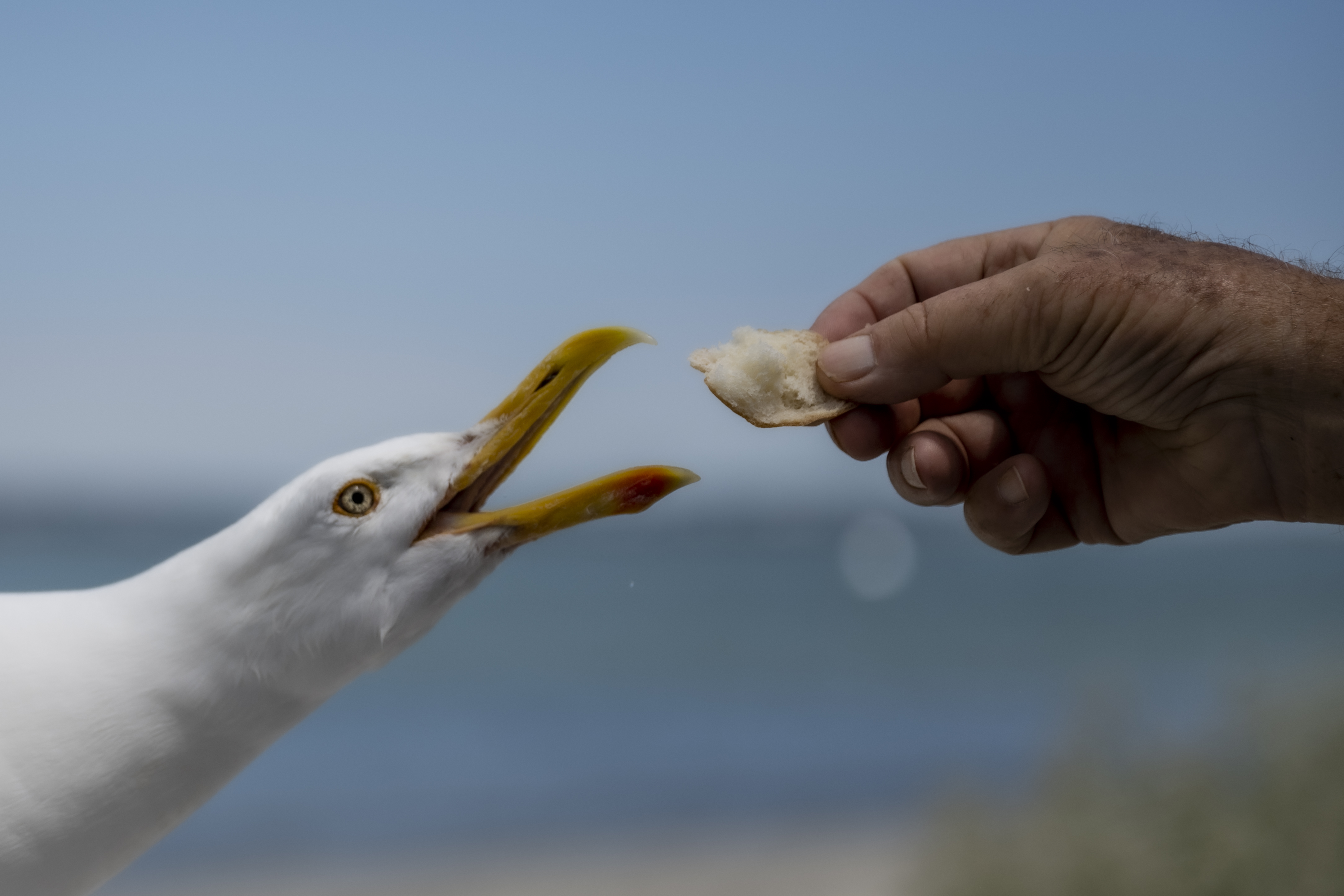 Wildlife — Fishing019 1