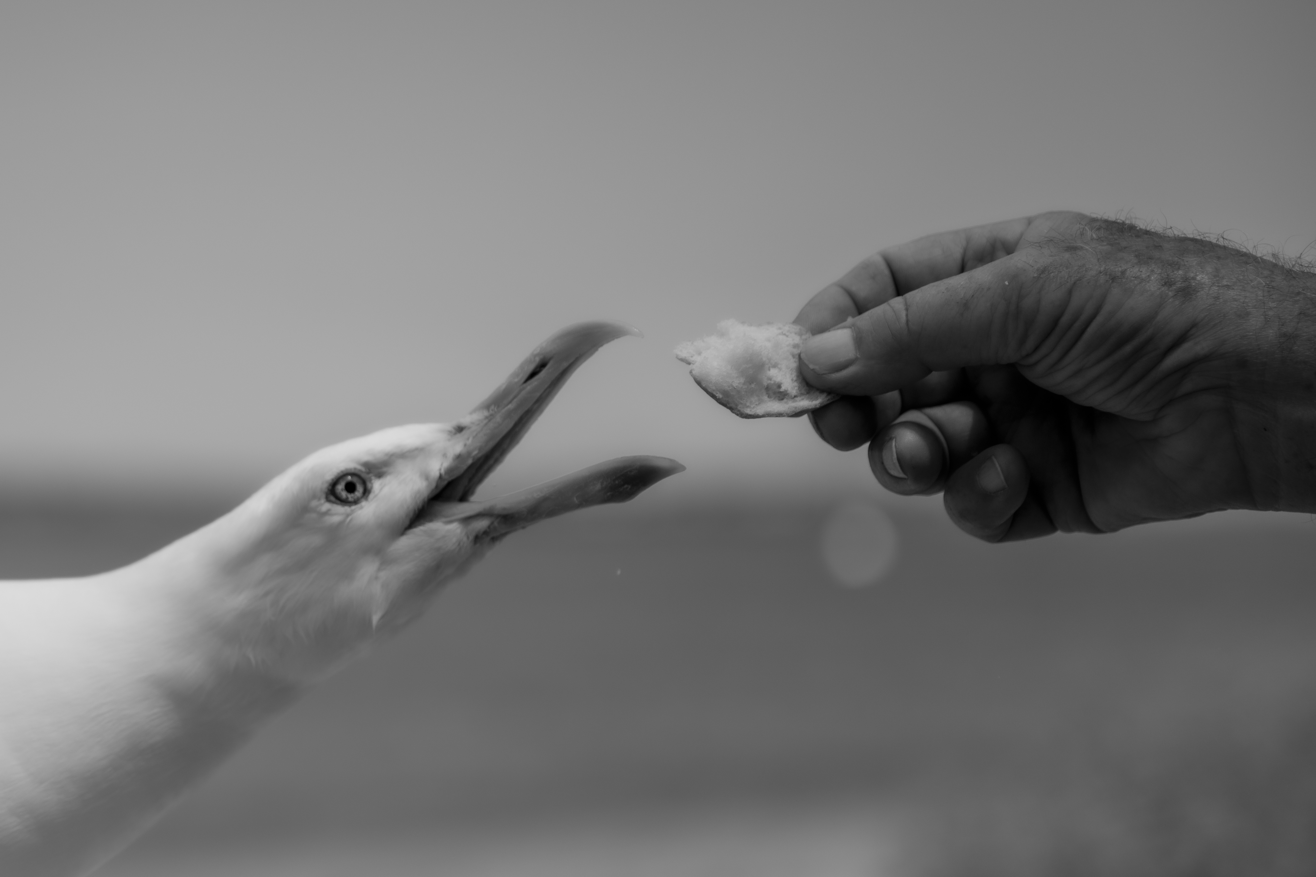 Wildlife — Fishing019 2